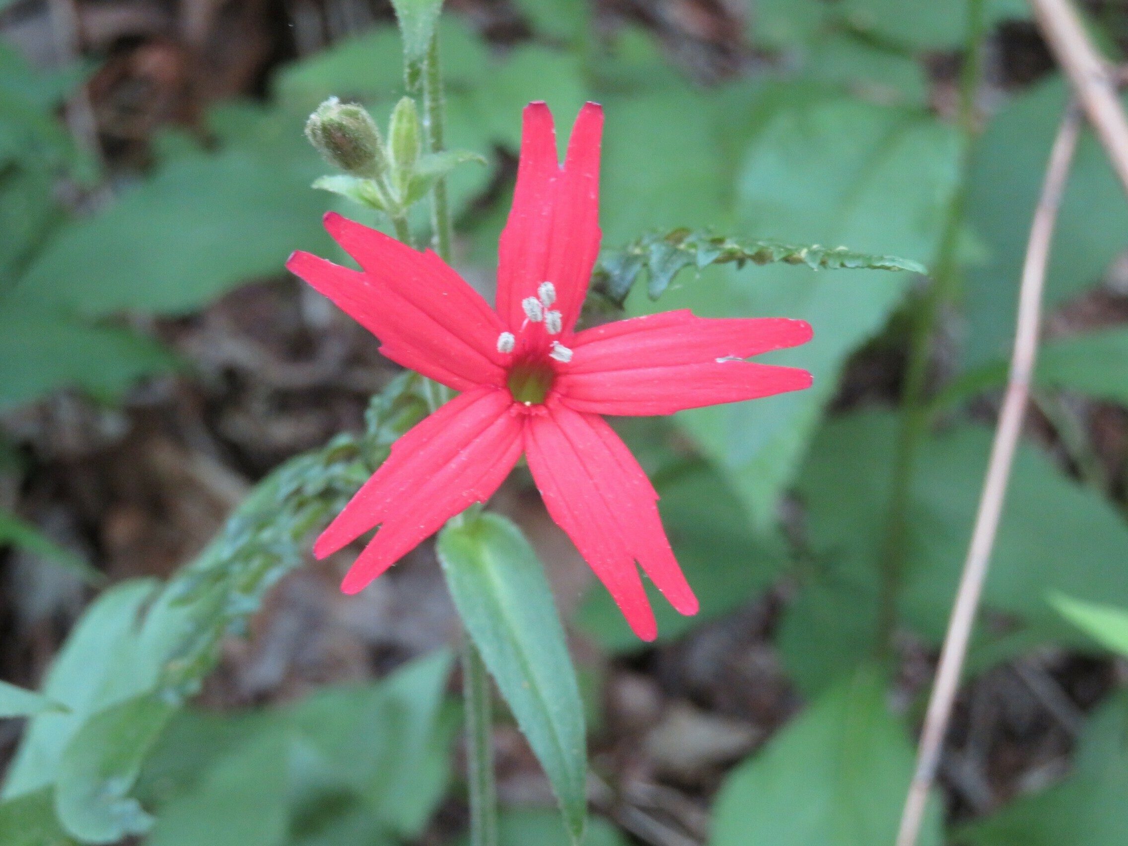 Fire Pink(Silene virginica)