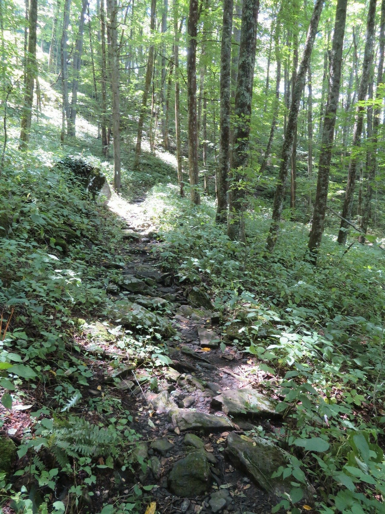 A few, but not many rocky sections along the trail.