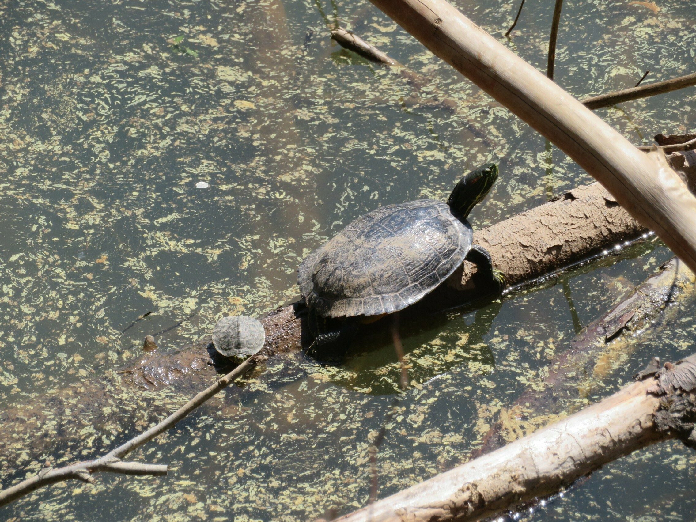 A turtle and little one sunning on a branch