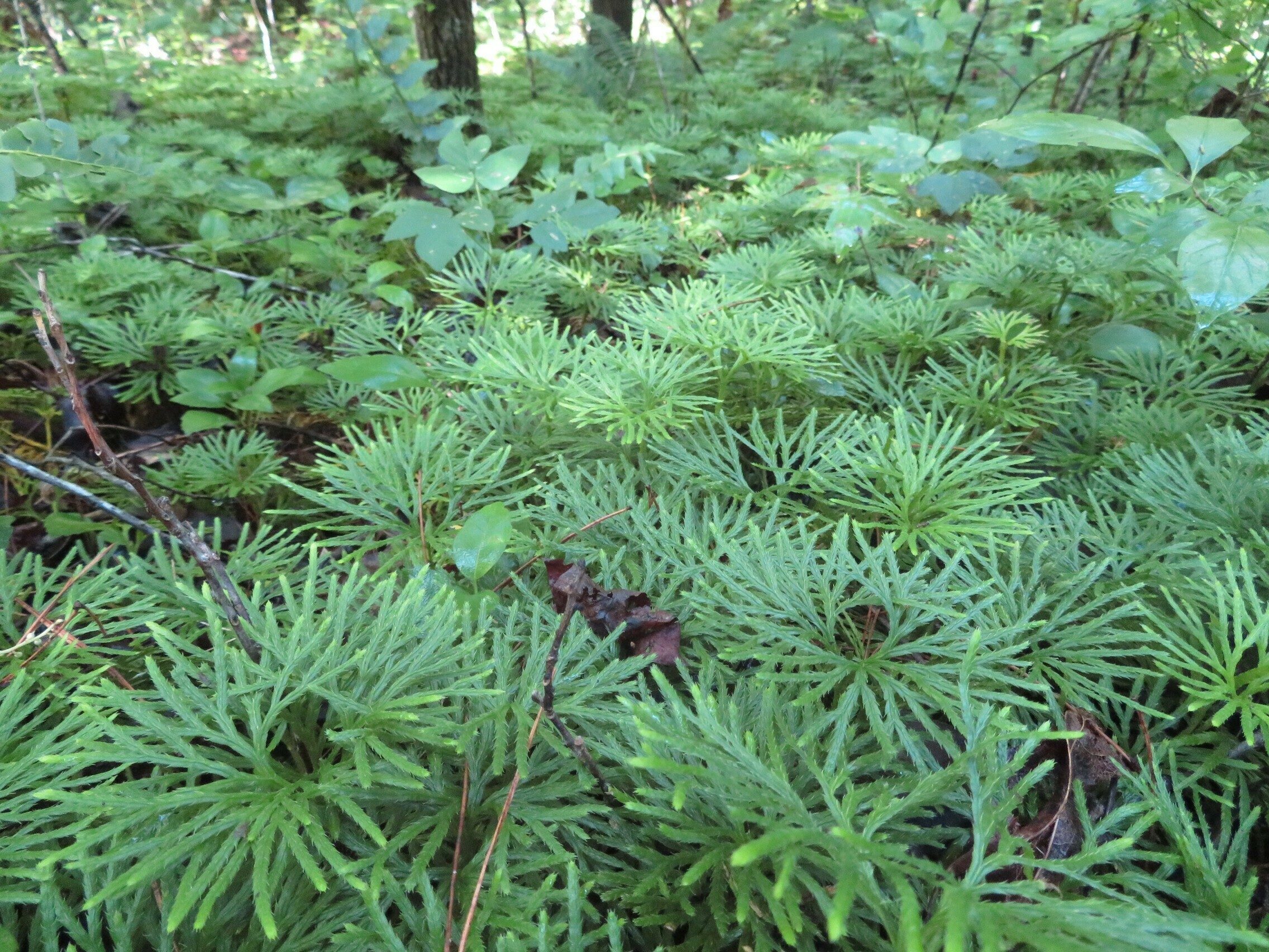Ground Cedar (Lycopodium digitatum)