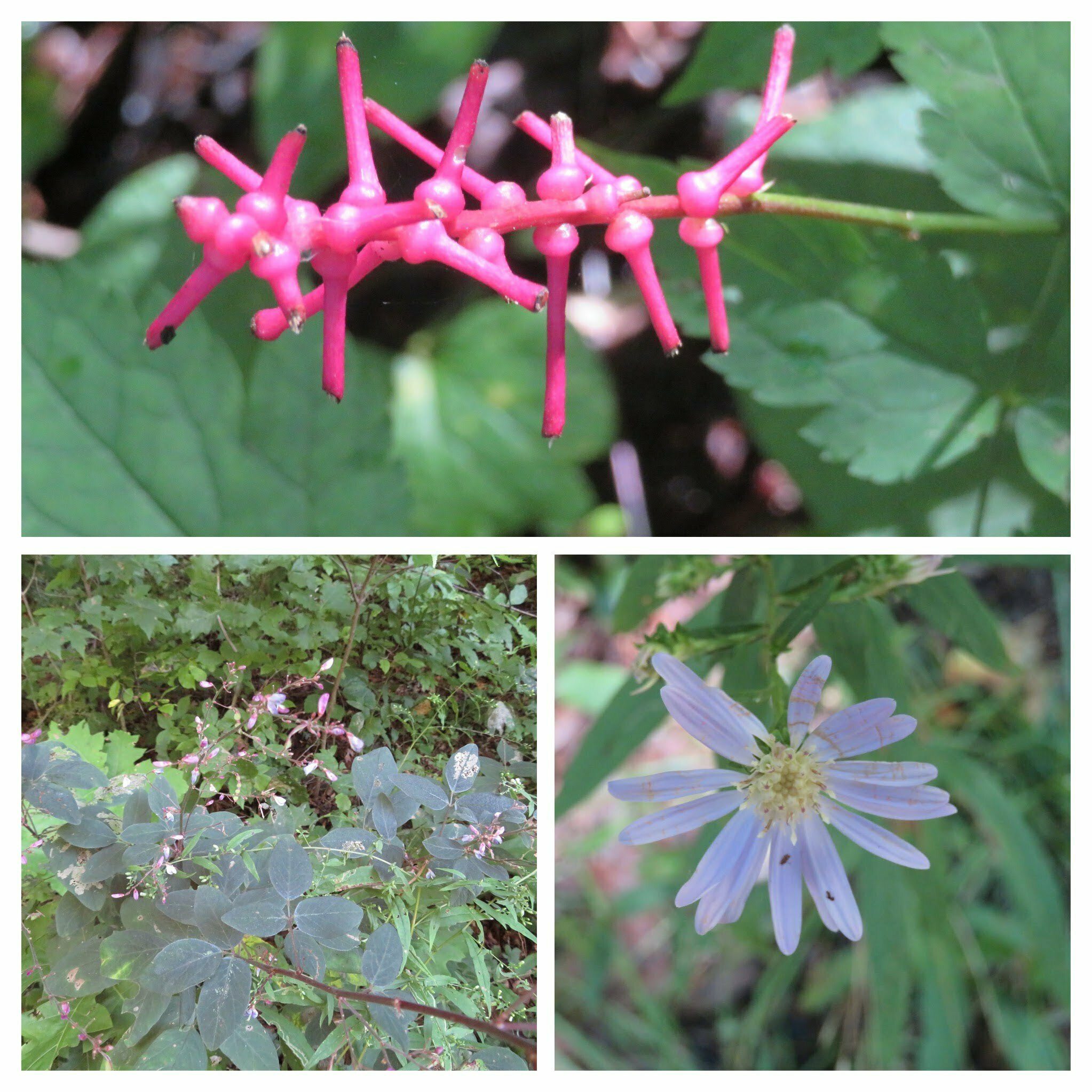 Some late season wildflowers