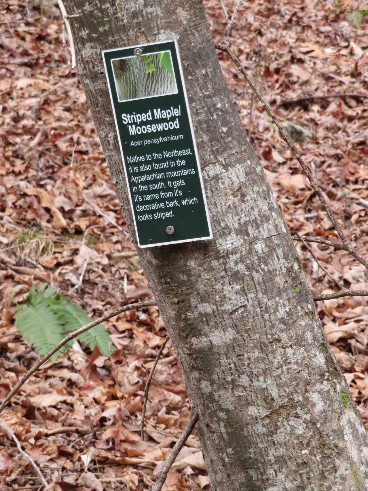Very nice markers as to the plants along the Central Loop