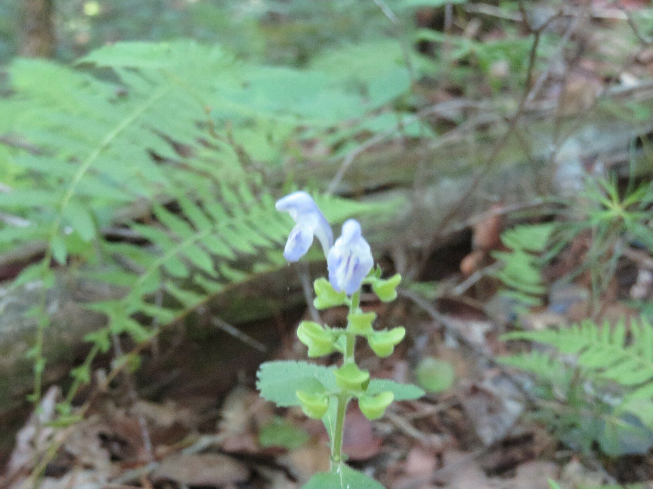 Skullcap of some sort?  Anybody?