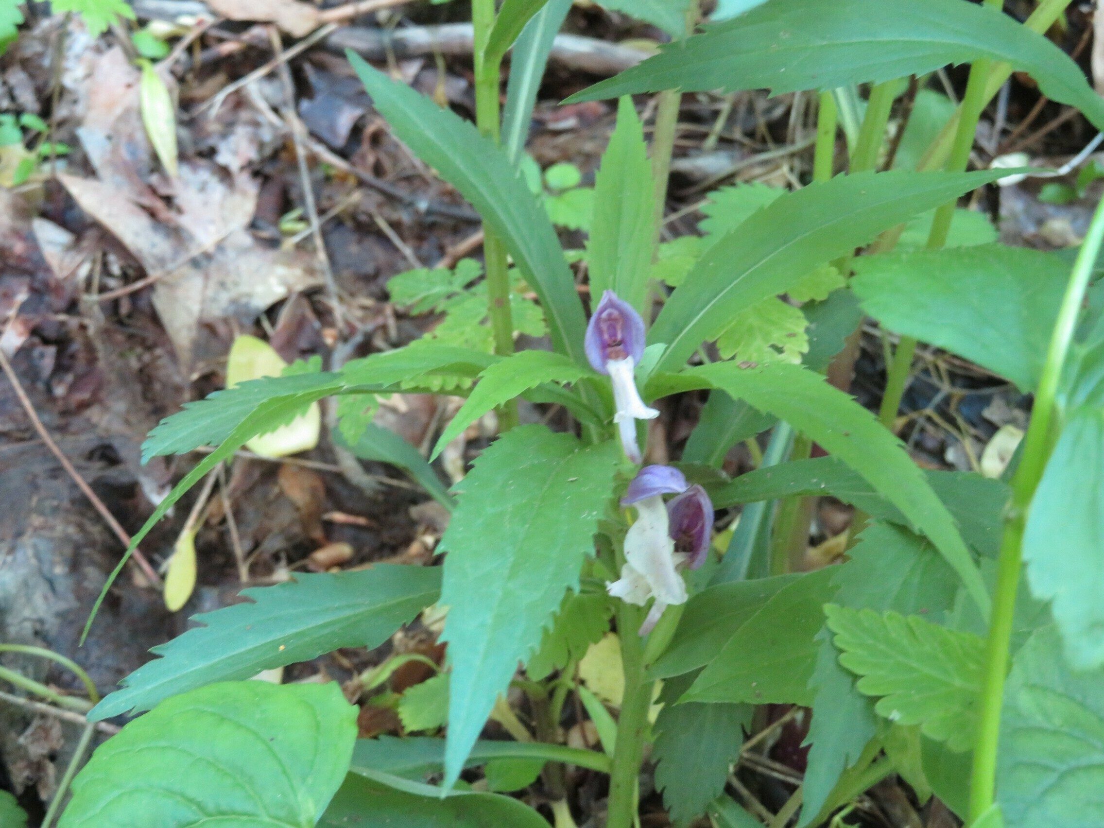 Orchis, Showy (Orchis spectabilis) - A bit old