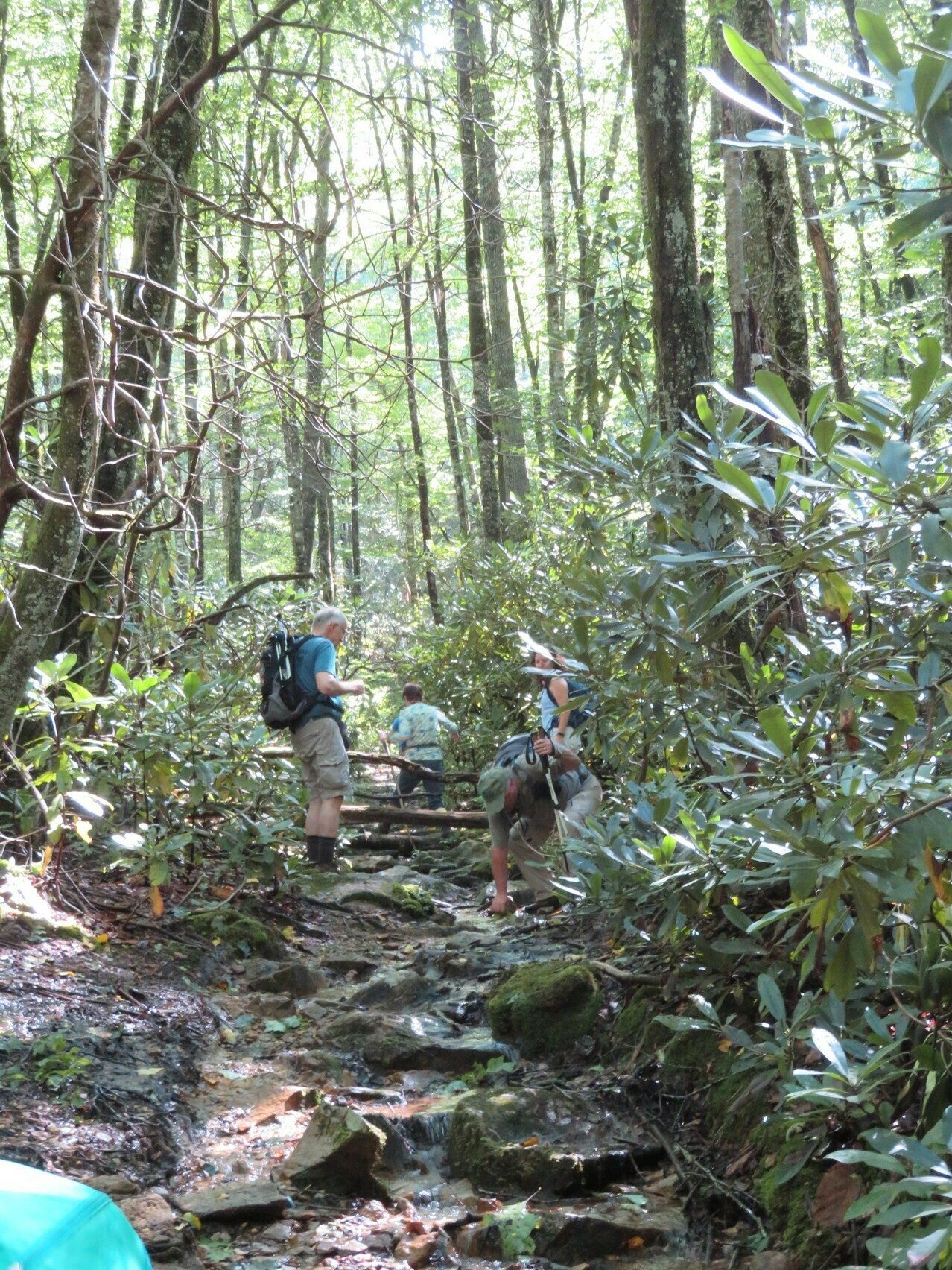 A bit of water flowing down the trail above the water crossing on Long Branch Trail.