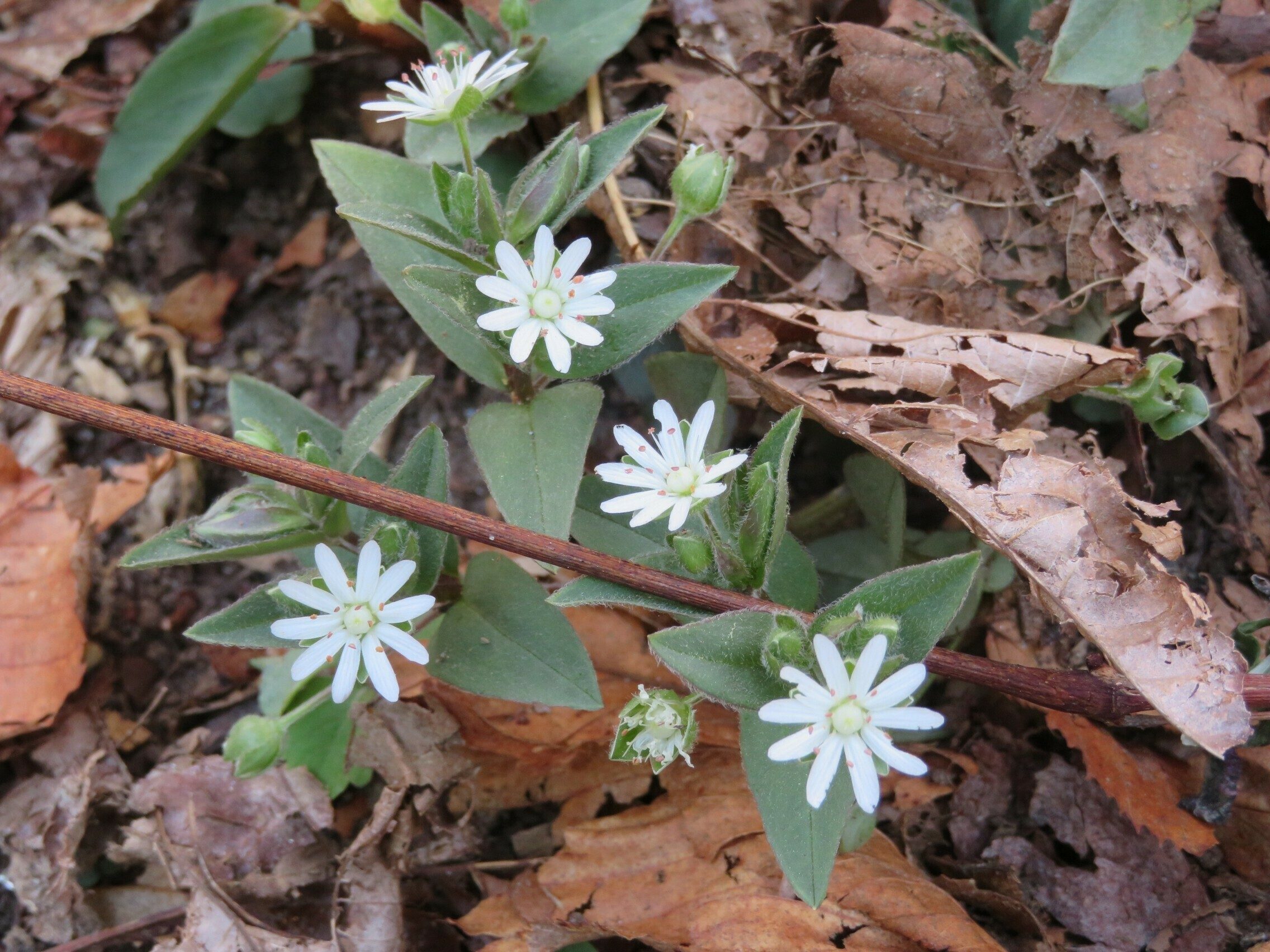 Star Chickweed (Stellaria pubera)