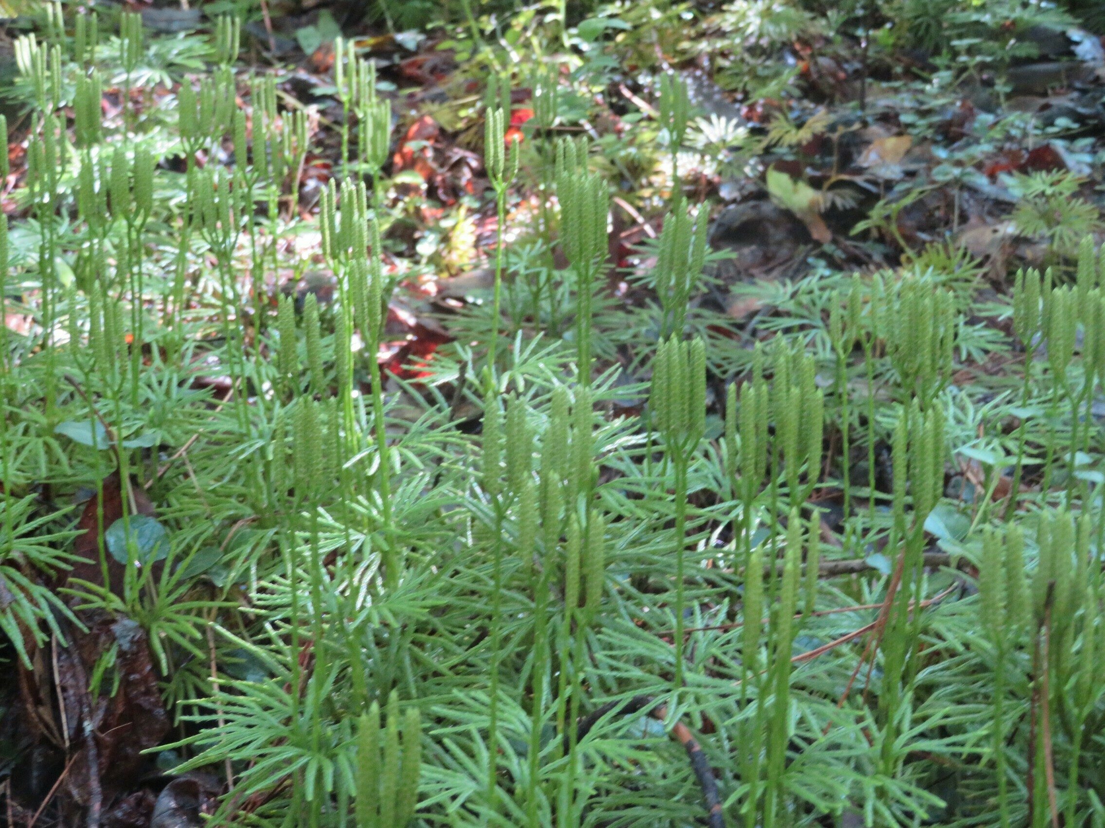 Ground Cedar about to bloom