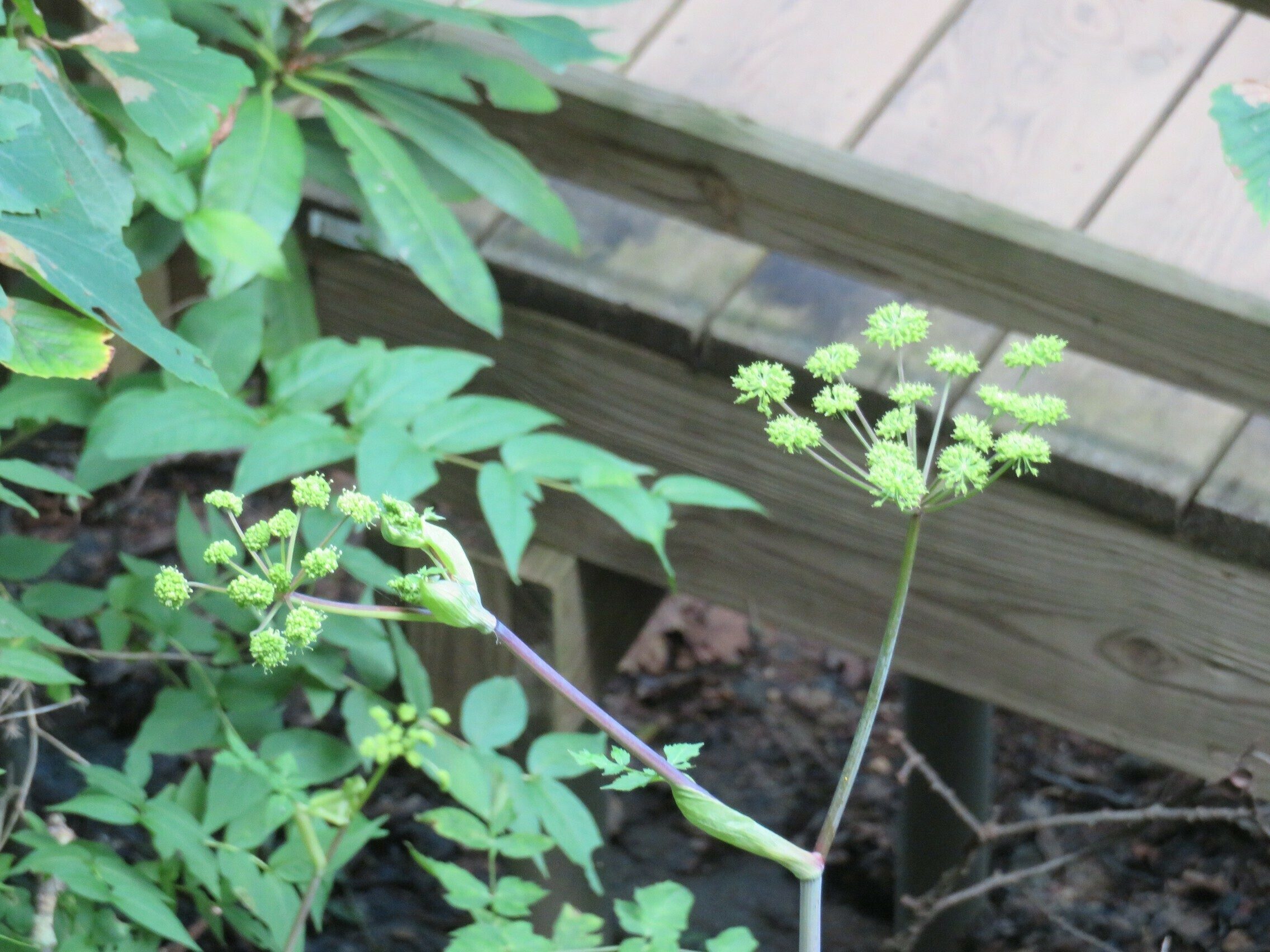 Filmy or Hairy Angangelica about to bloom.