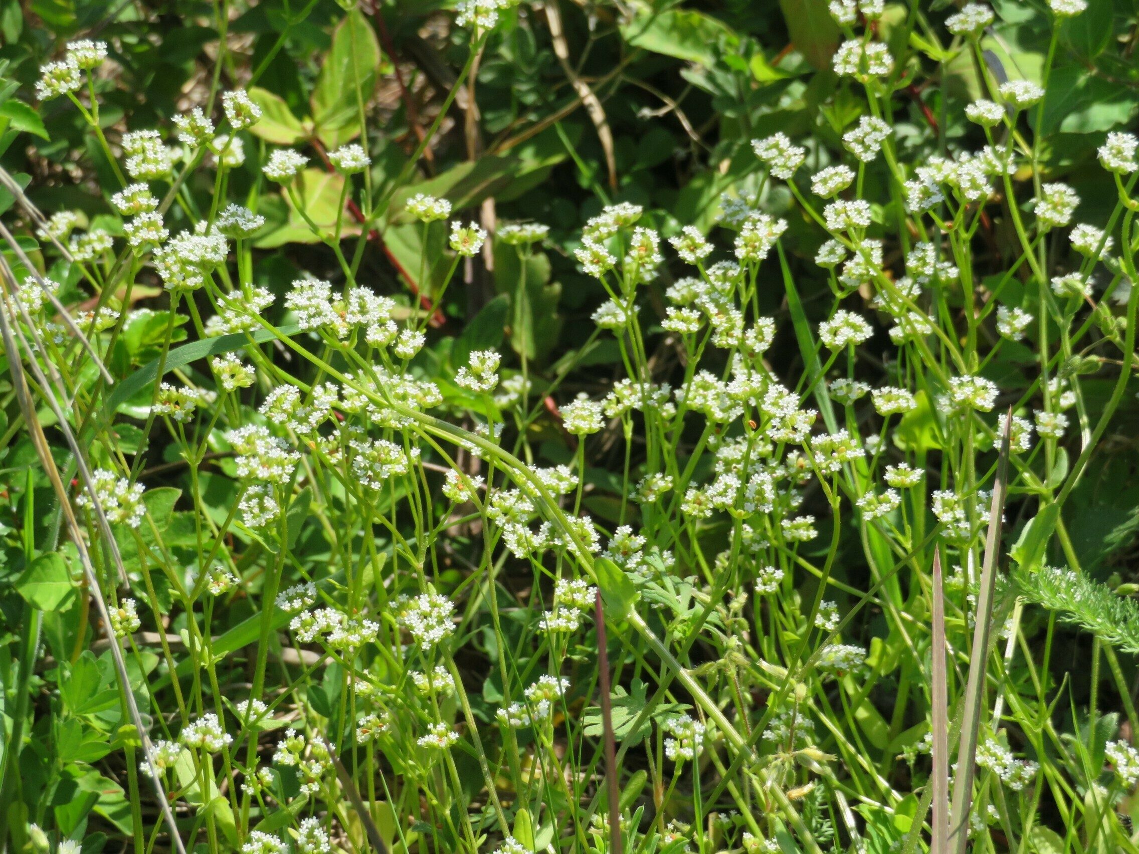Lots of this unknown flowering plant leading away from the spillway