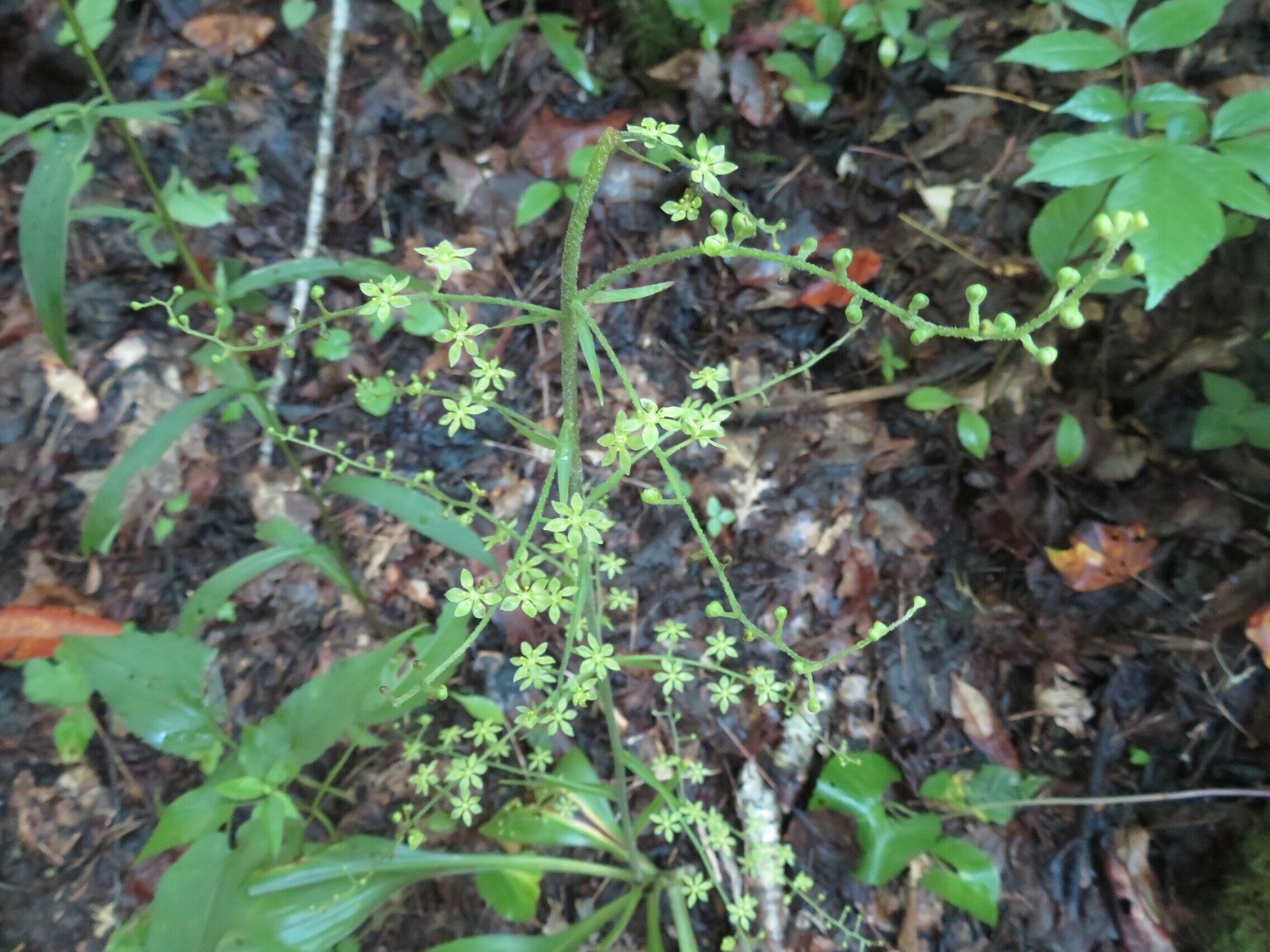 Lots of False Helibore along the way blooming . . . just many small green blooms