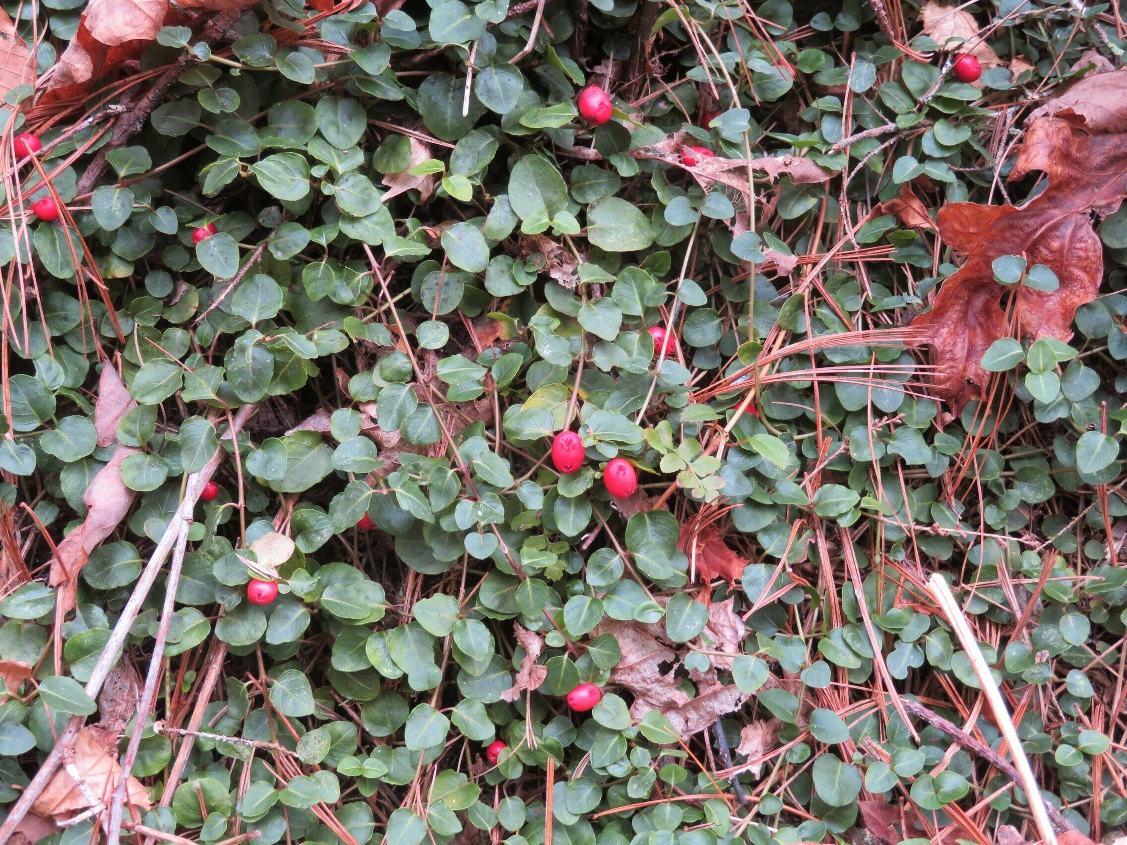 Lots of Partridge Berry along the trail.
