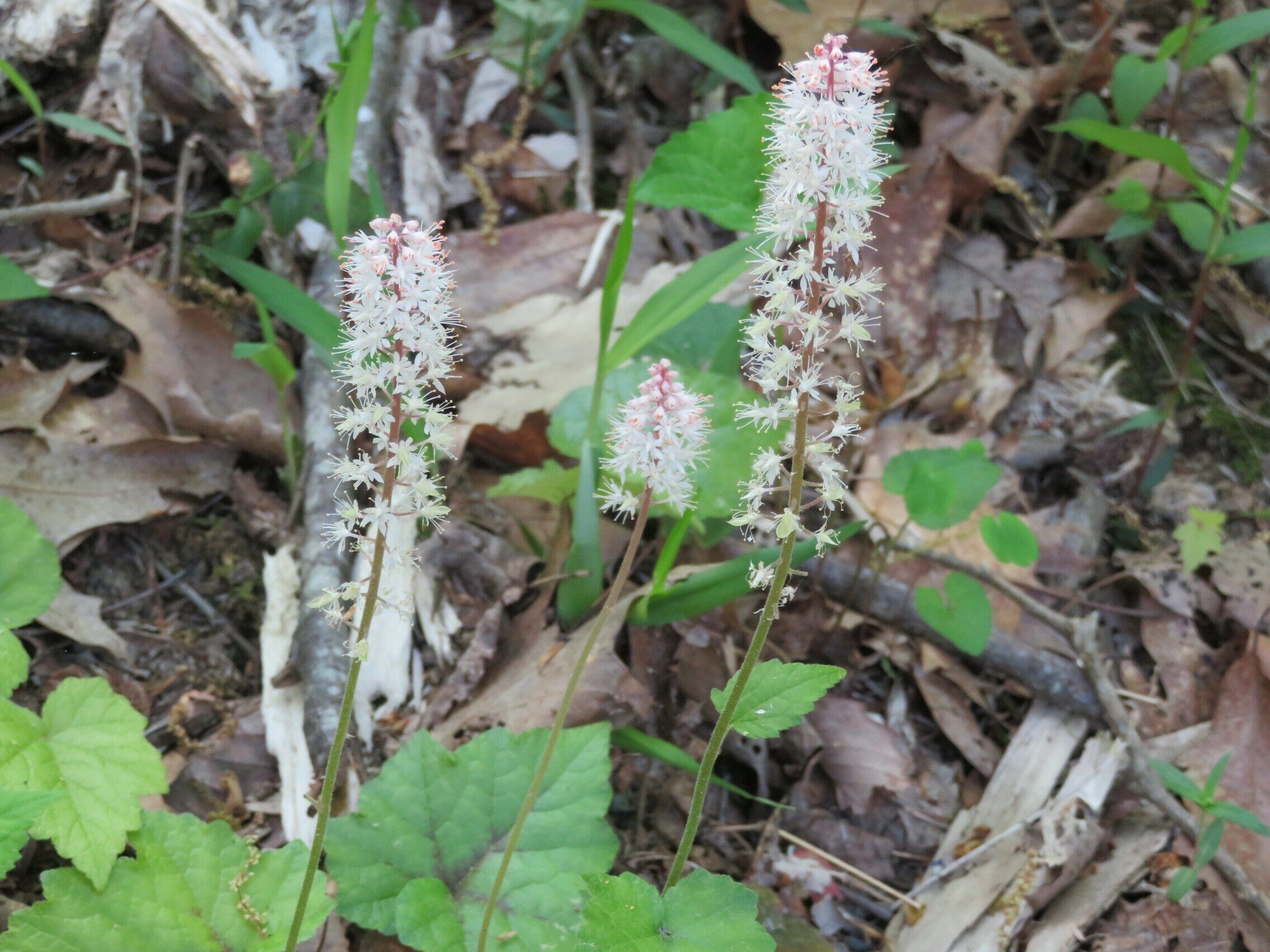 Foamflower (Tiarella cordifolia)