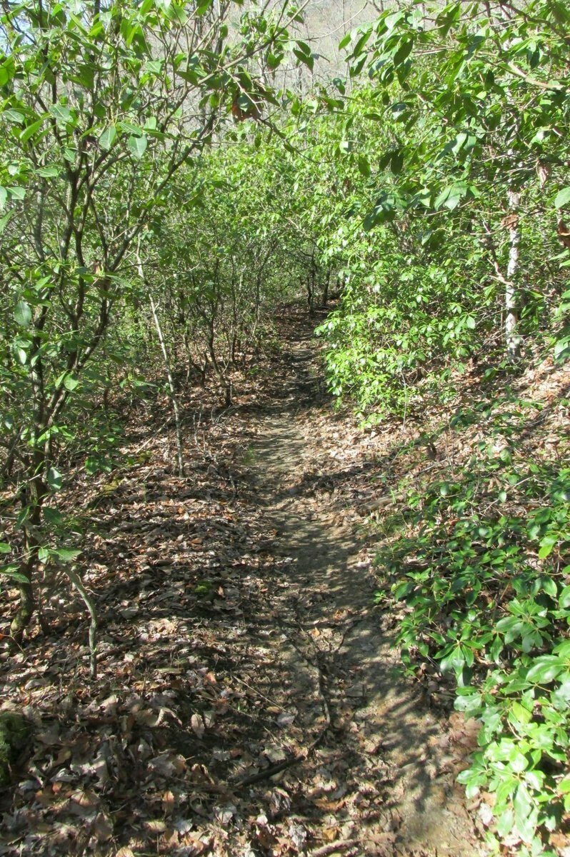 Typical trail conditions