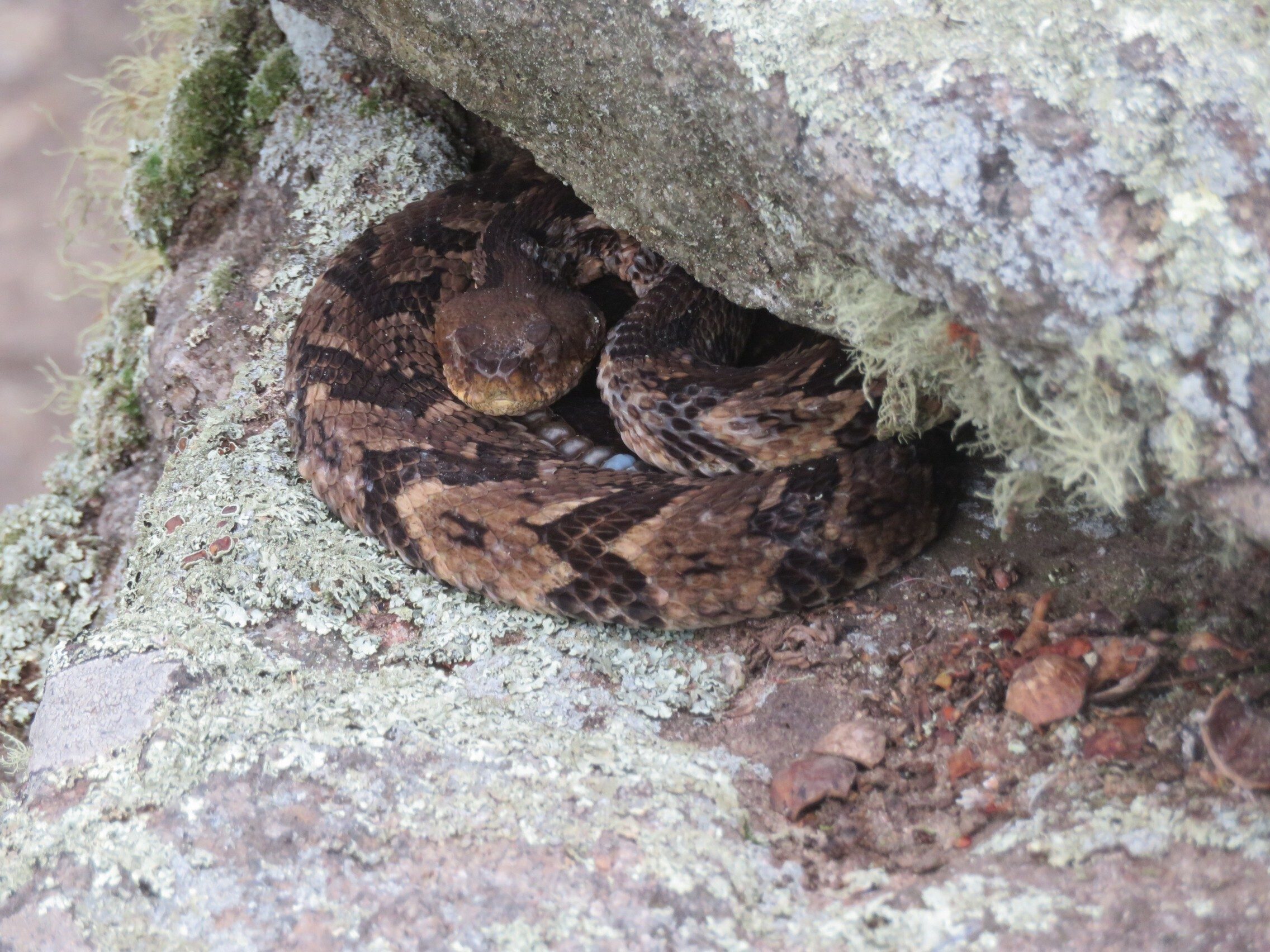 First small Timber Rattlesnake on top of Blood Mountain. . . almost didn't see this guy!