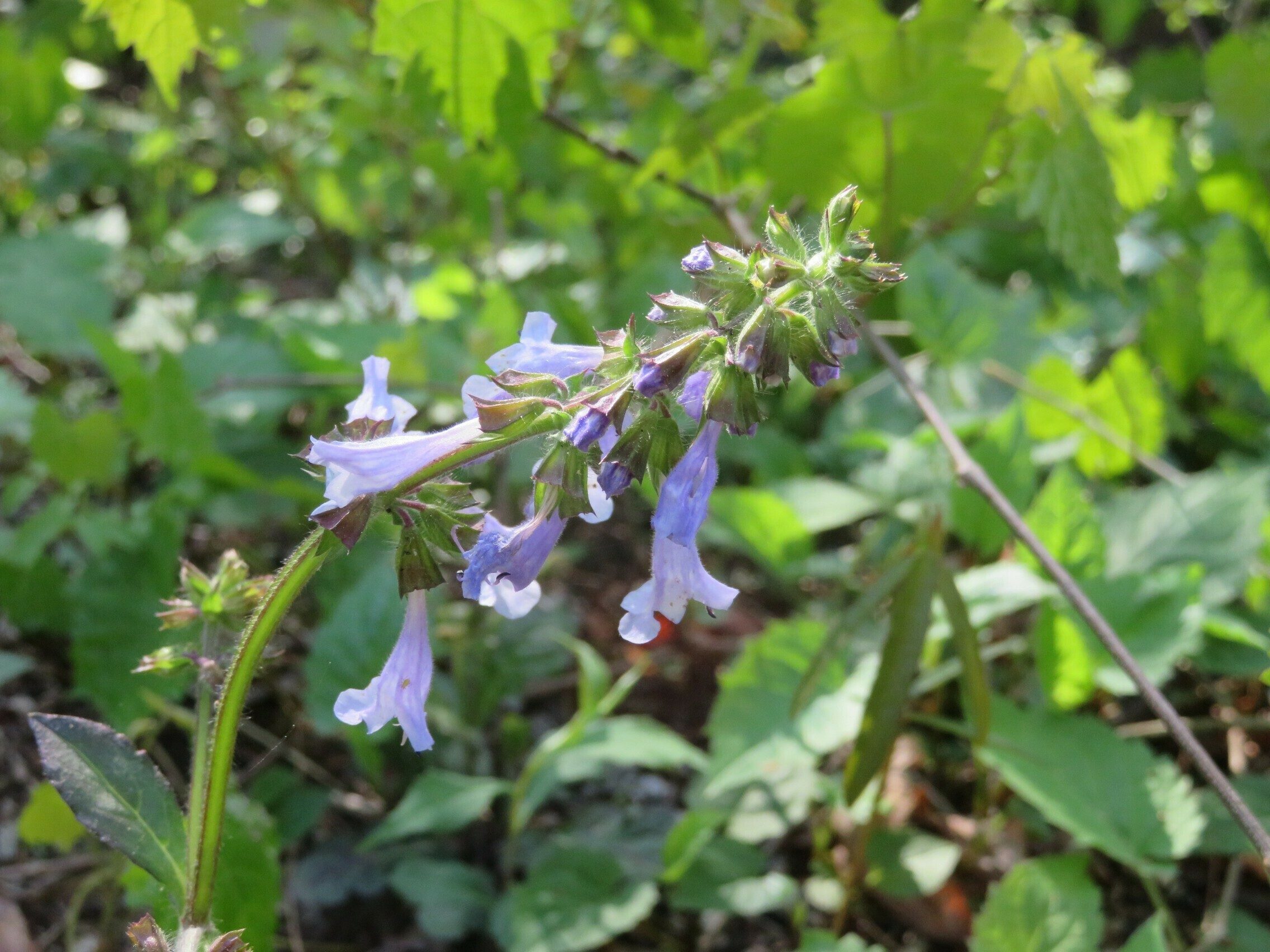 Lyre-leaved Sage (Salvia lyrata)