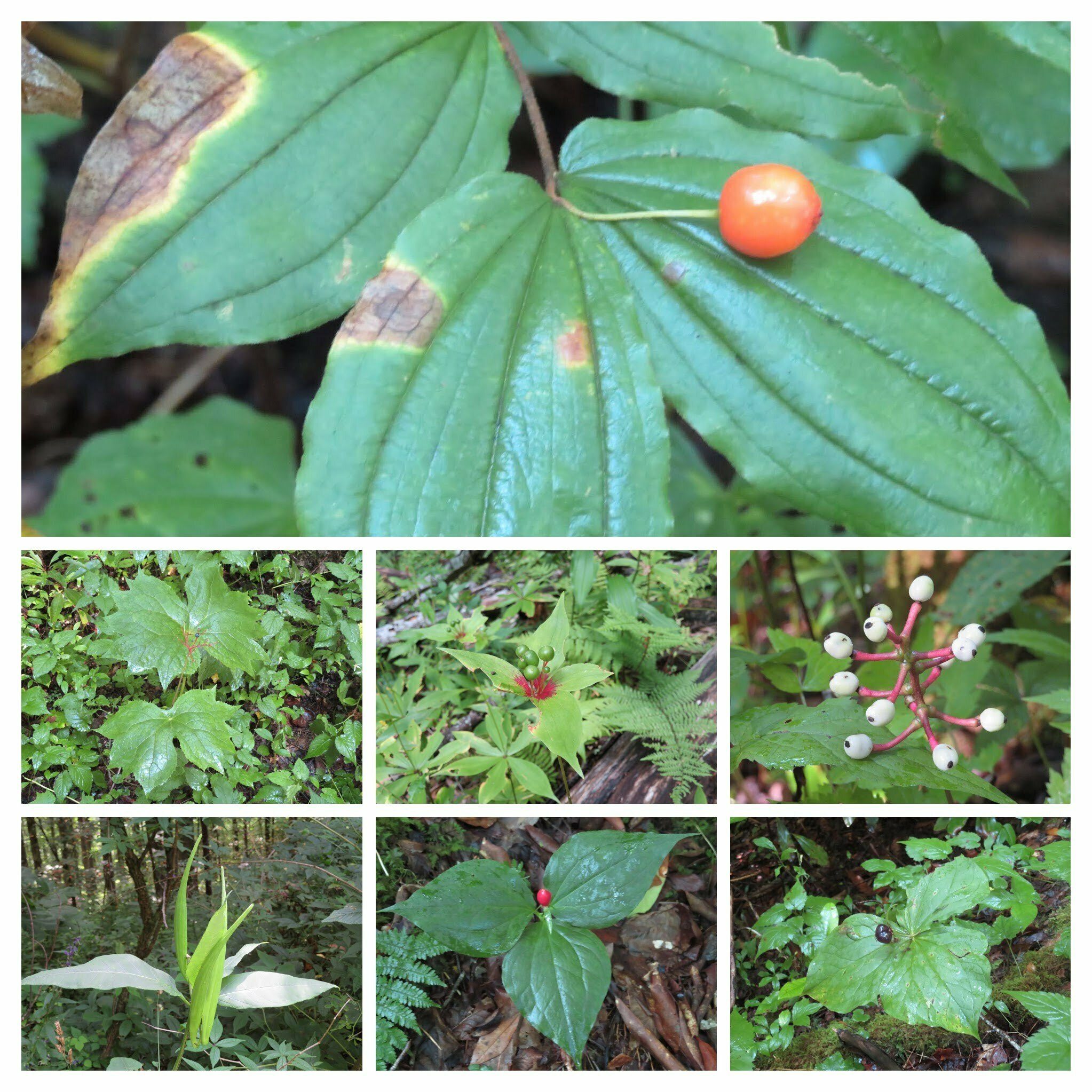 Many wildflowers showing their seeds