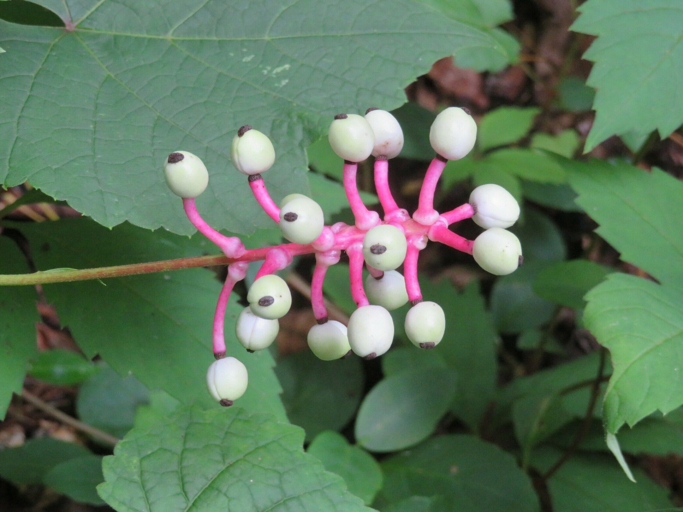 White Baneberry/Doll's Eyes (Actaea pachypoda)