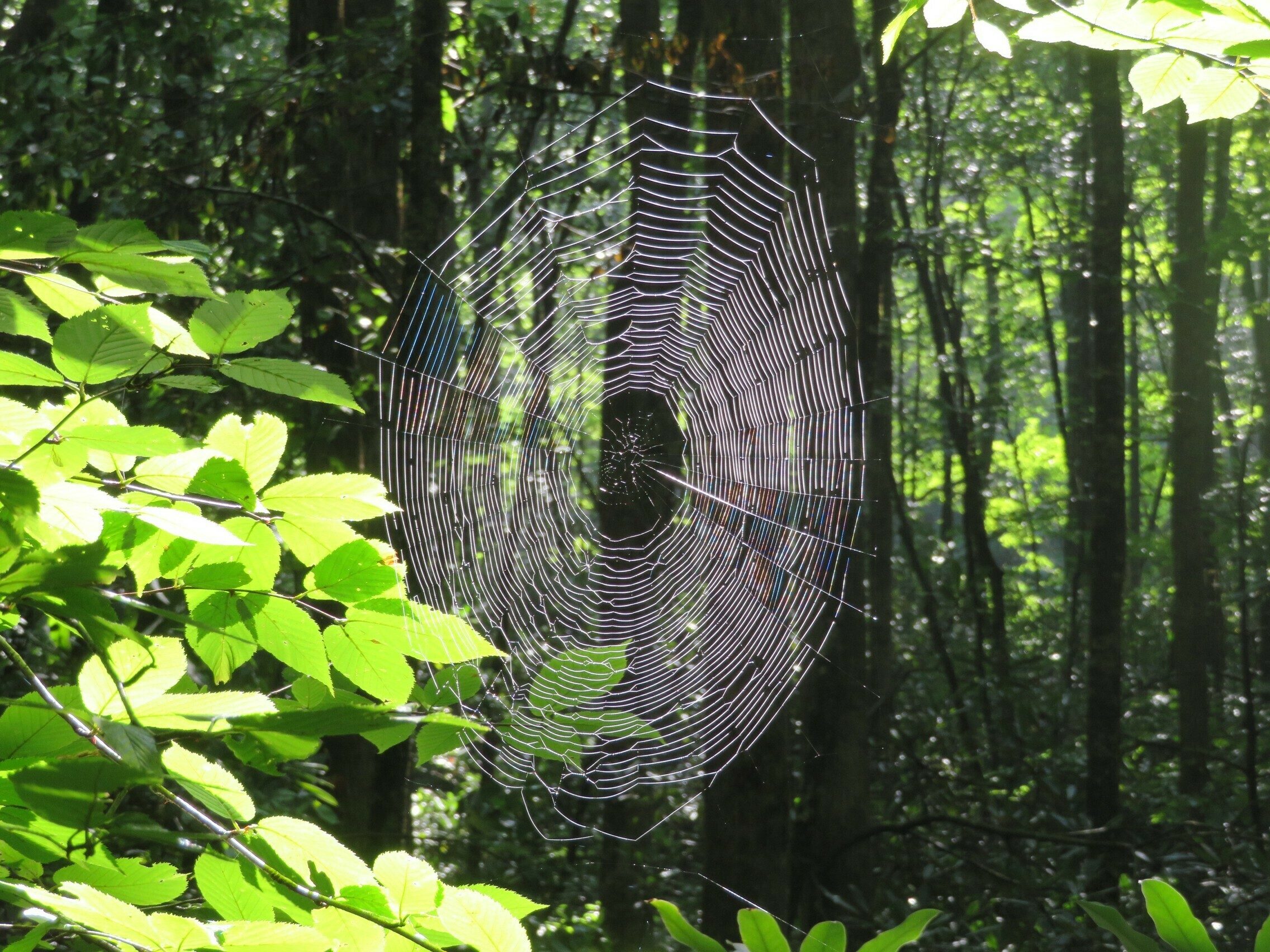 Well made spider web beside the trail.