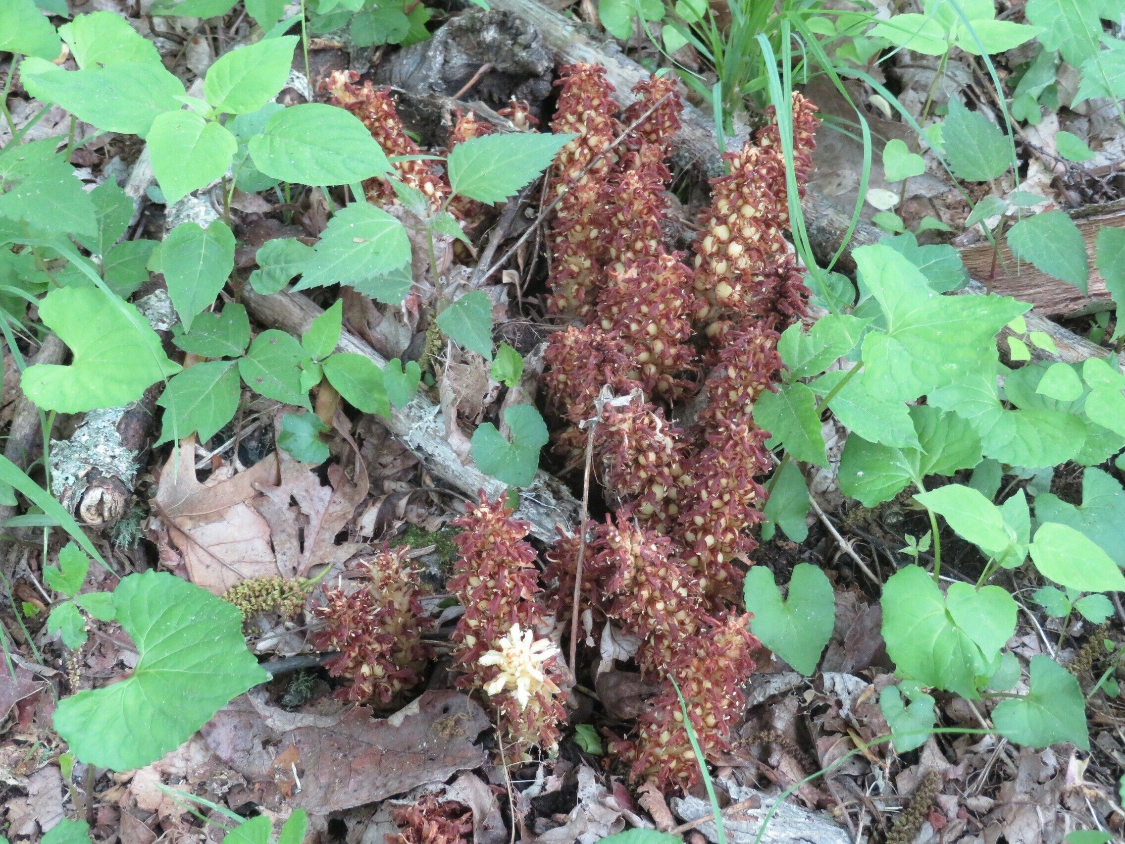 Squaw Root (Conopholis americana)