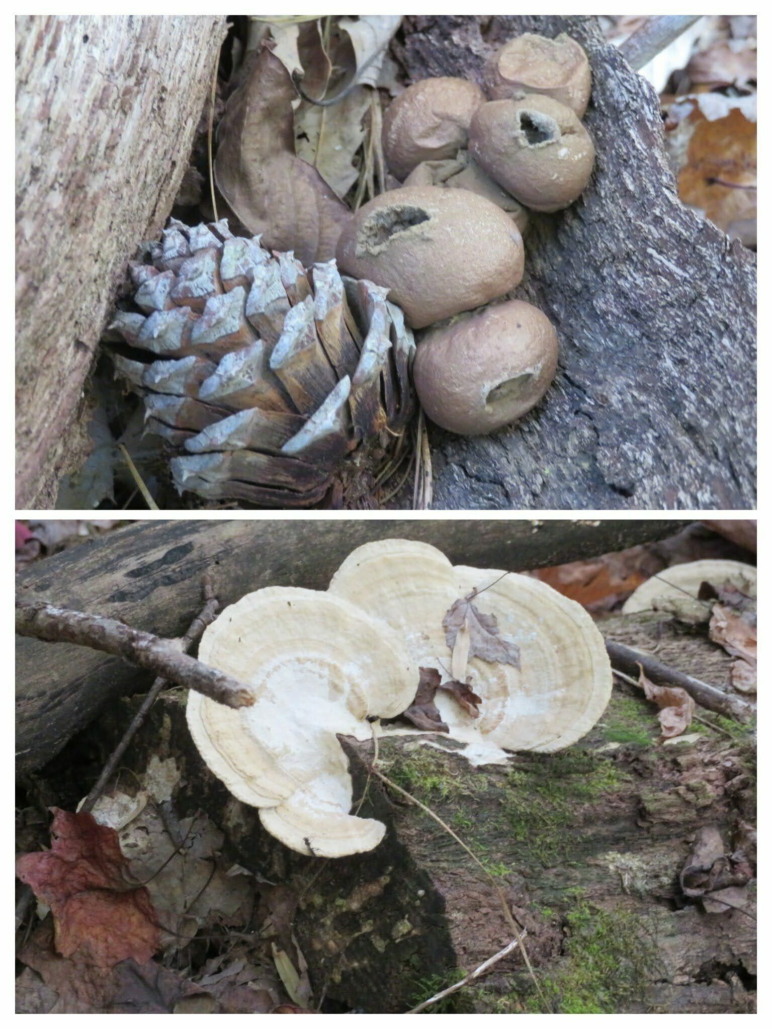 Not a lot of fungus showing off today.  Just these.