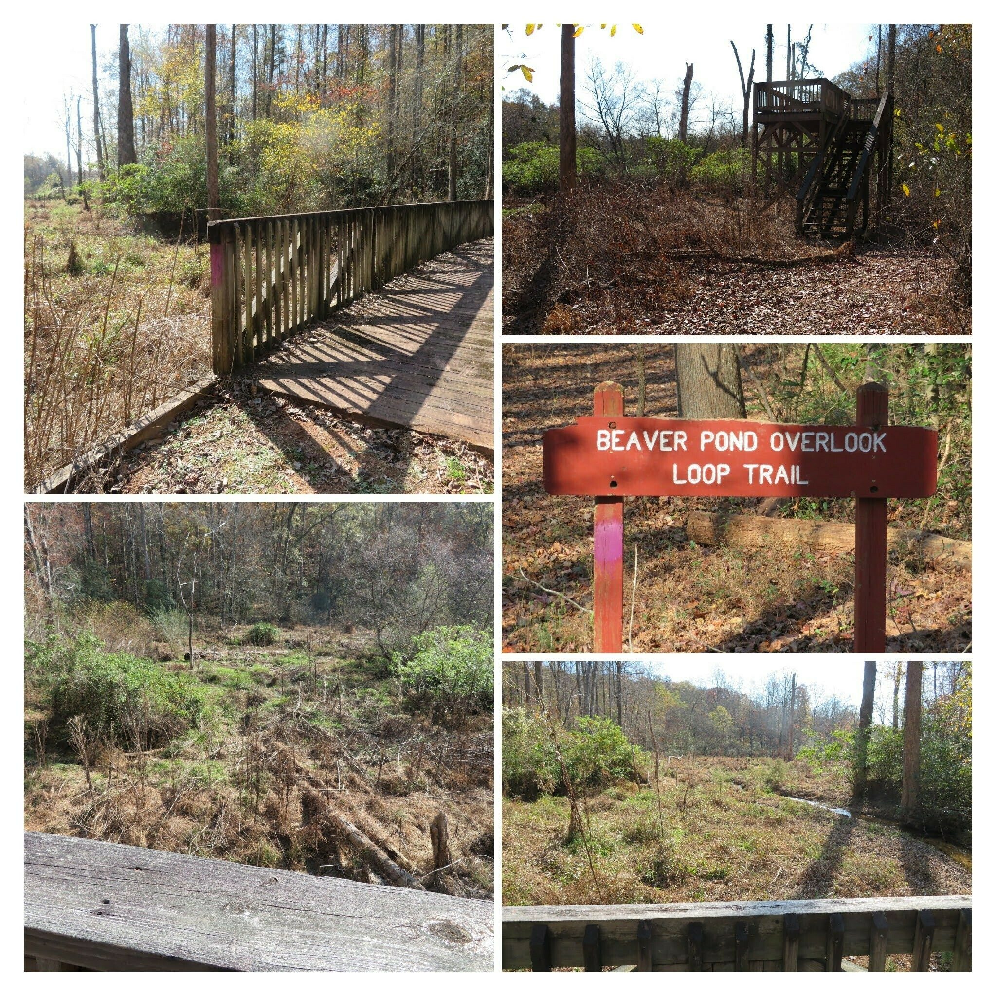 No beaver dams anywhere in sight today.