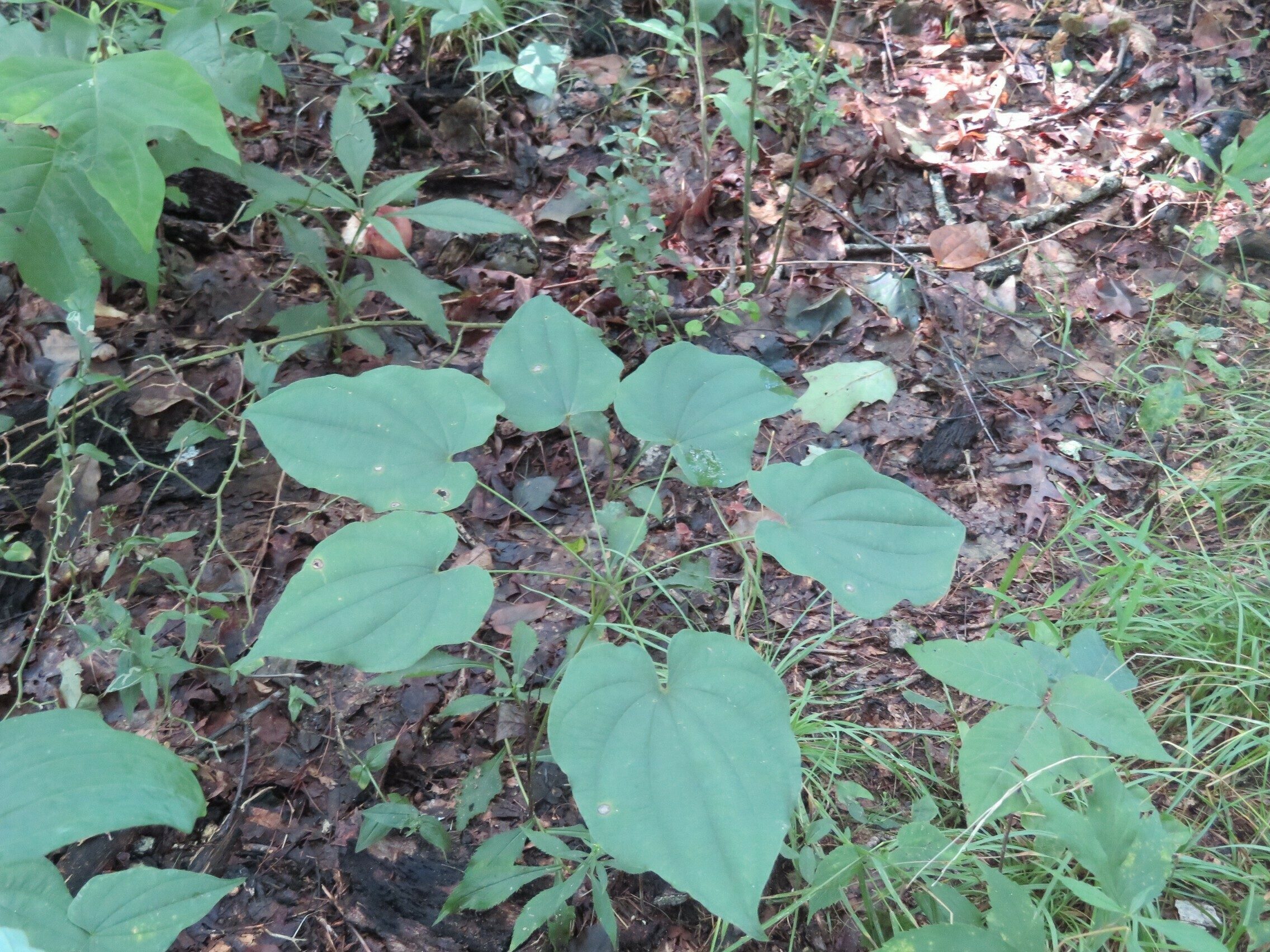 Wild yam (Dioscorea villosa). . . who would have guessed?