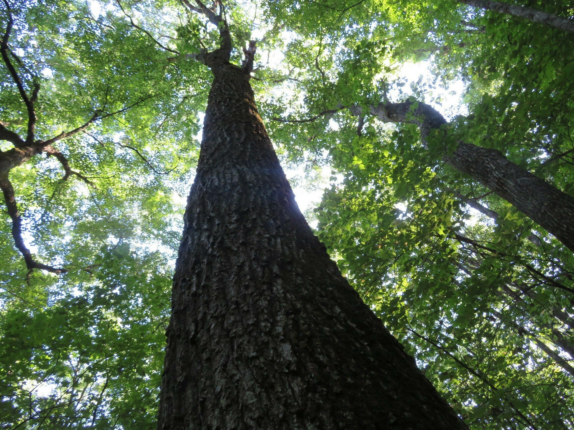 Some really large oaks along the trail.