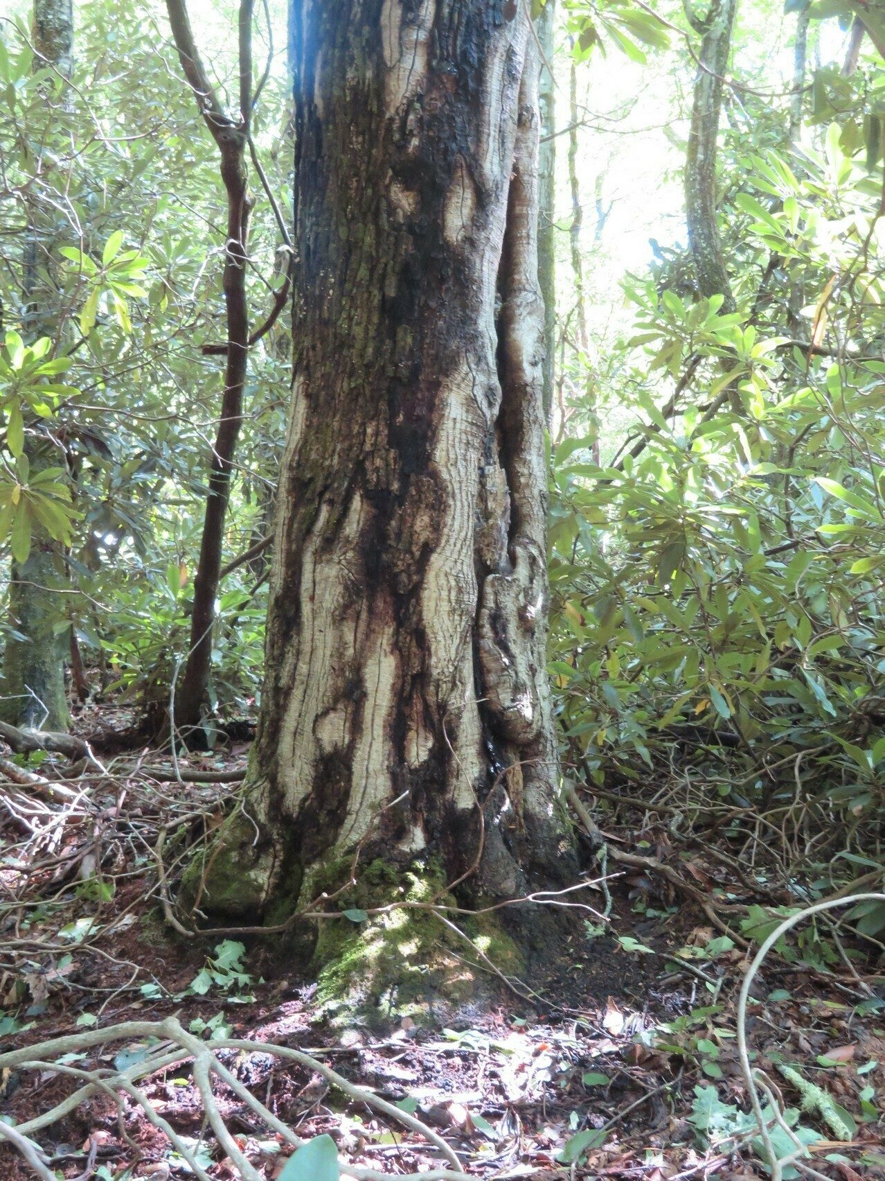 Unique bark on this tree.