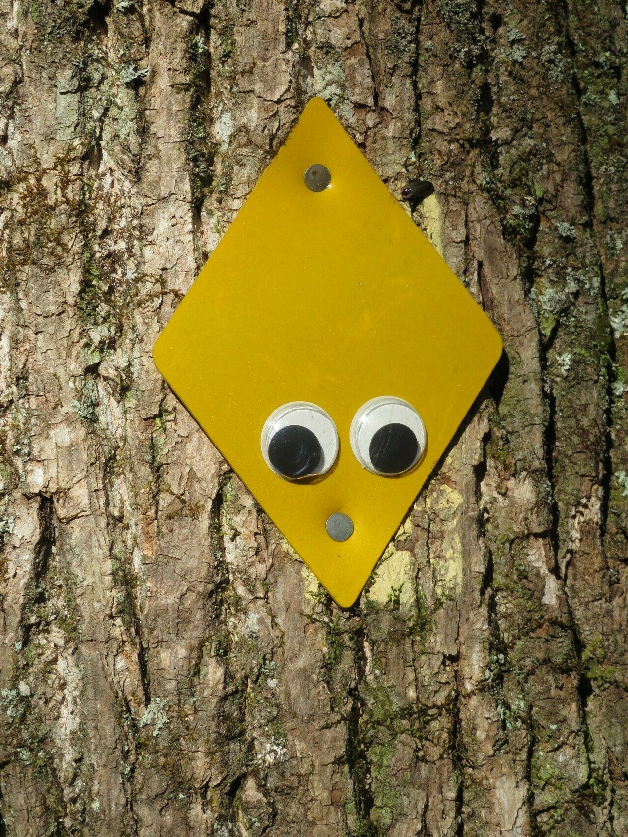 Now this is what trail blazes should look like.  Oops, is this the right way?
