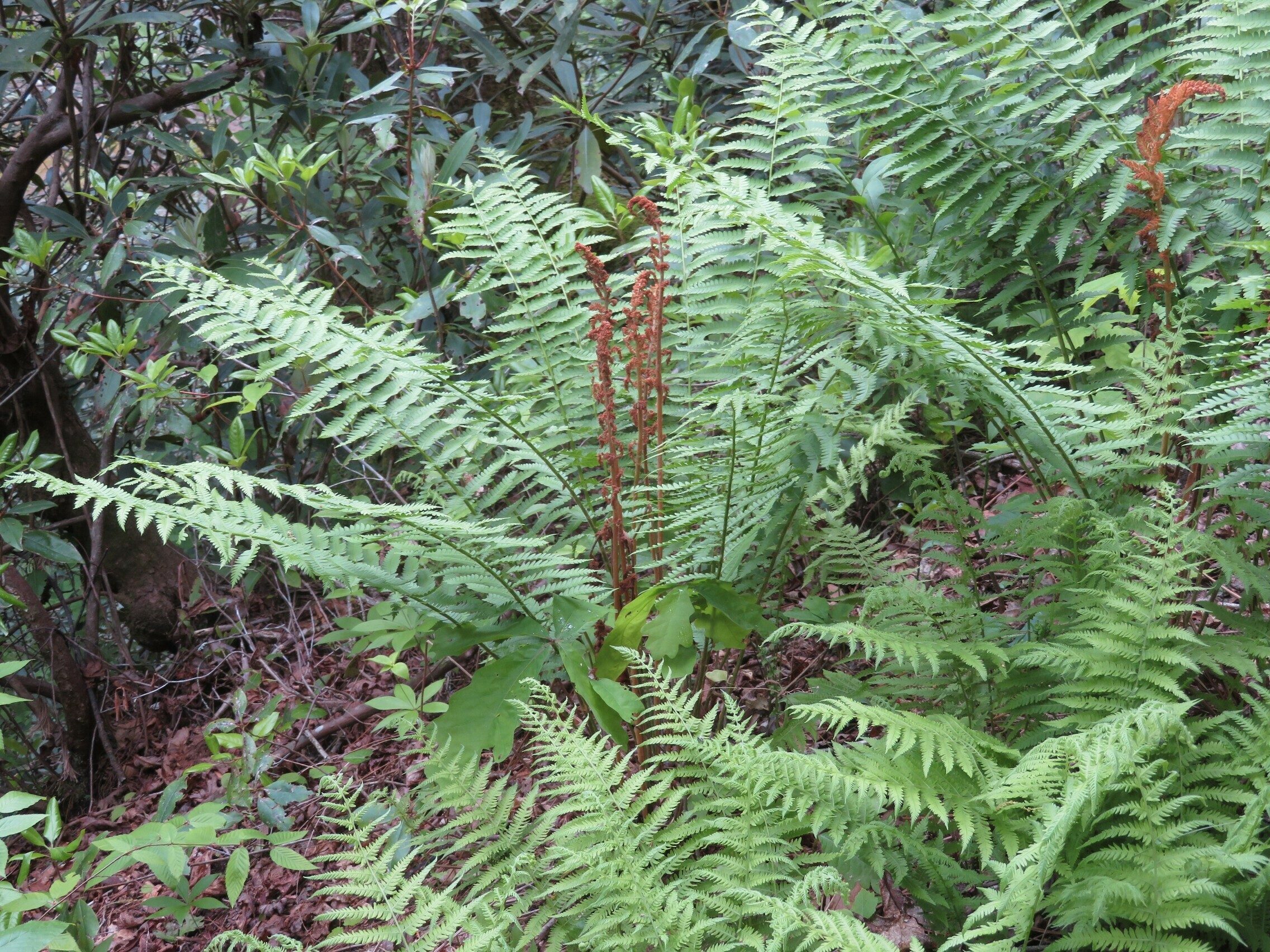 Cinnamon Fern (Osmunda cinnamomea)
