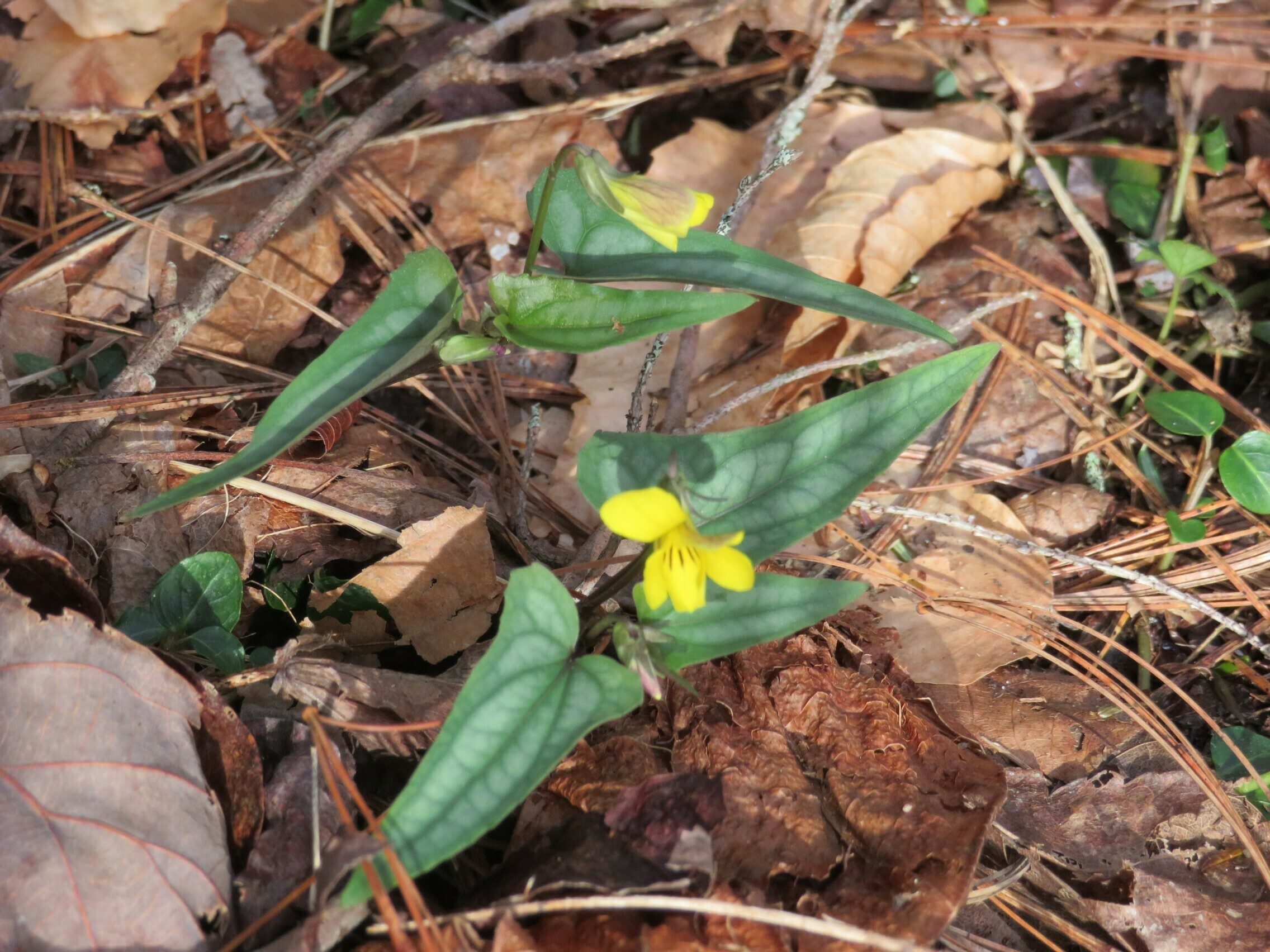 Halberd-leaved Violet (Viola hastata)