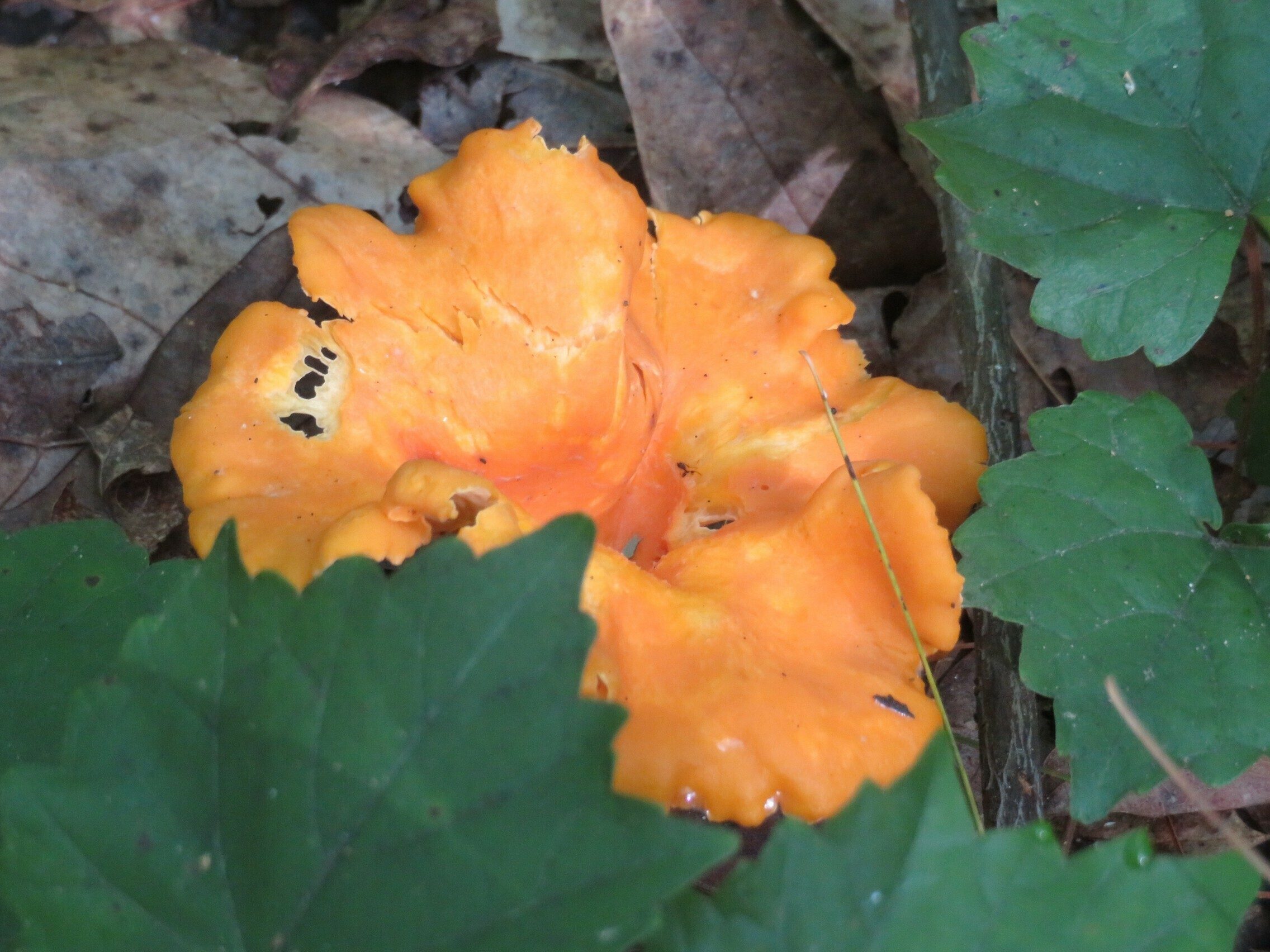 Nice color!