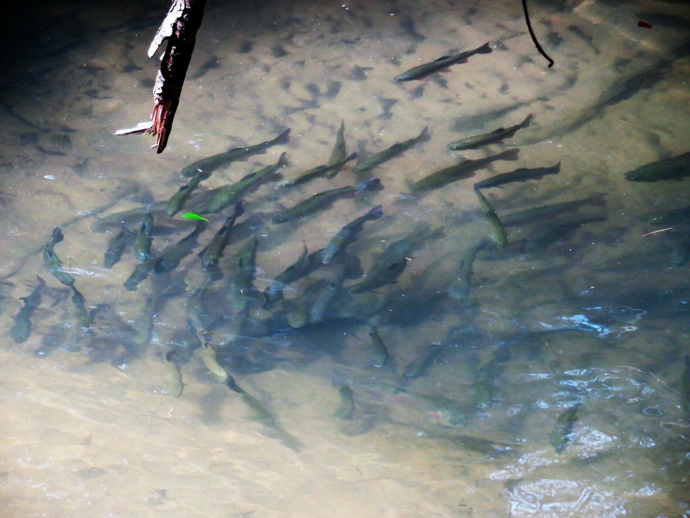 Dinner anyone?  A large school of trout just downstream of Stonewall Creek Falls