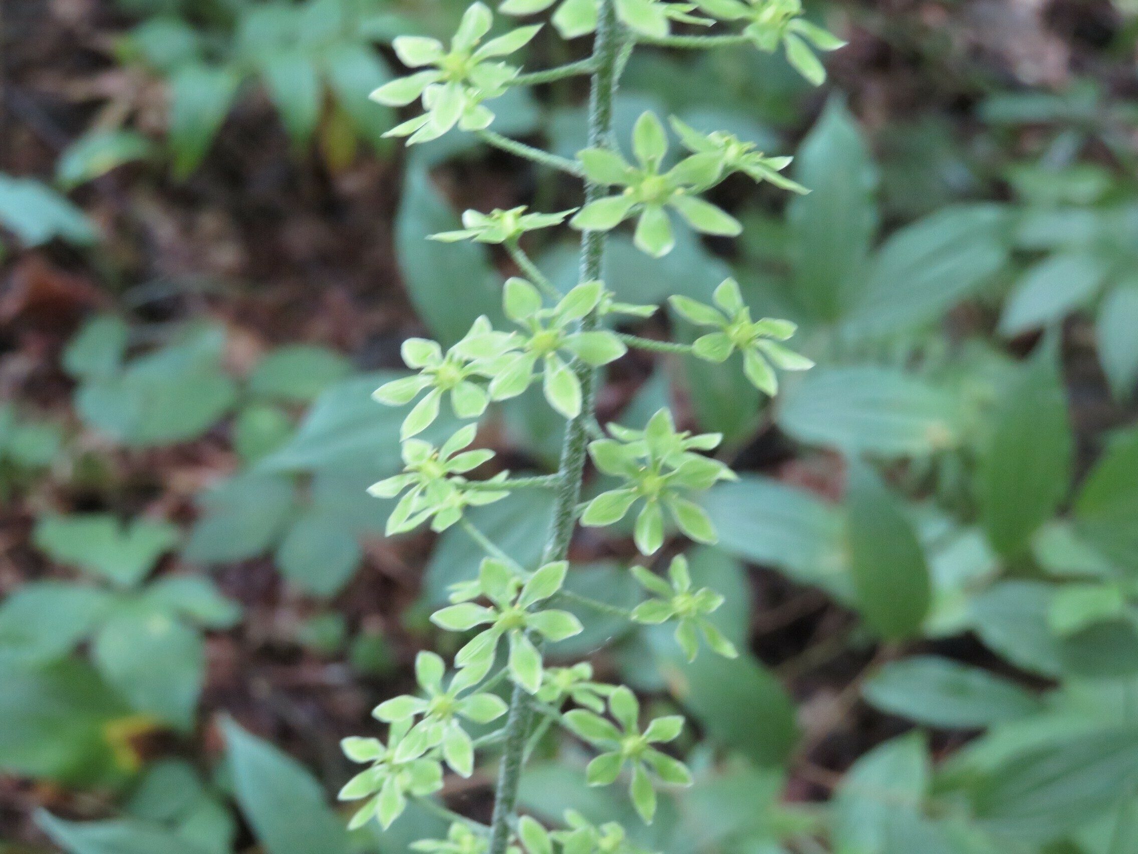 Close-up of False Helibore bloom .... Yes, its out of focus.