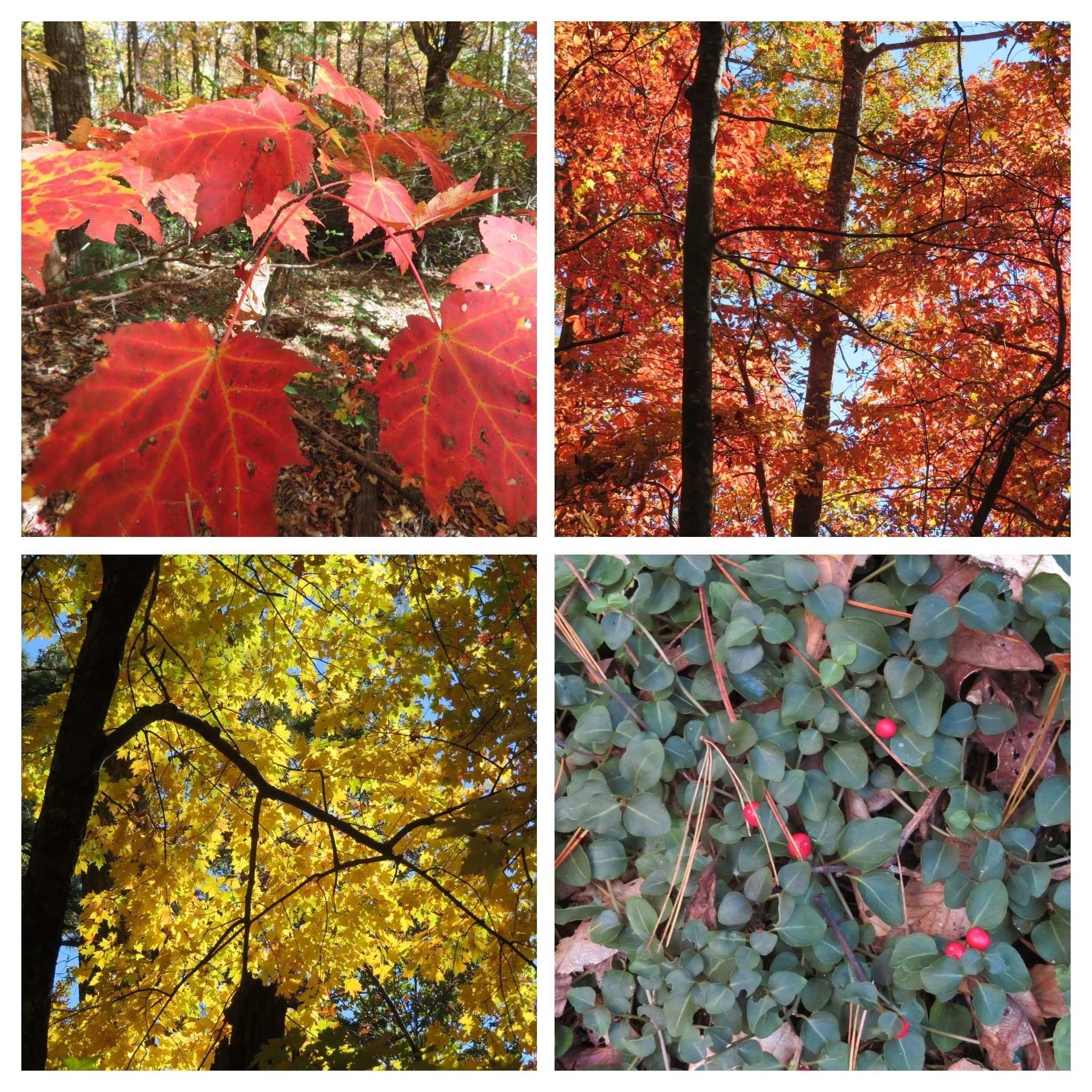 There were some fall colors along this trail, but you did have to look for them.