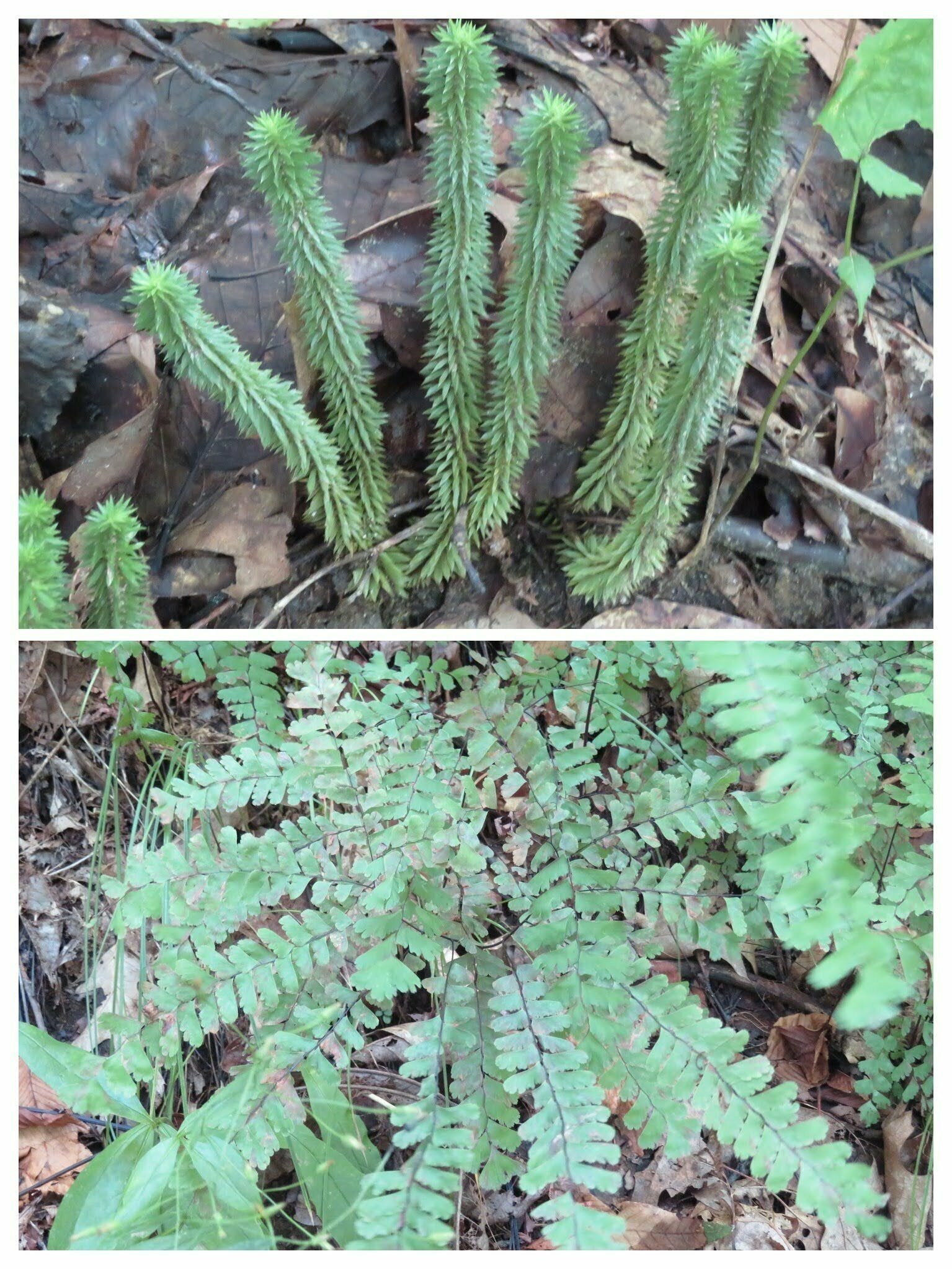 Upper: Ground Pine (Lycopodium clavatum) & Lower: Maidenhair Fern (Adiantum pedatum)