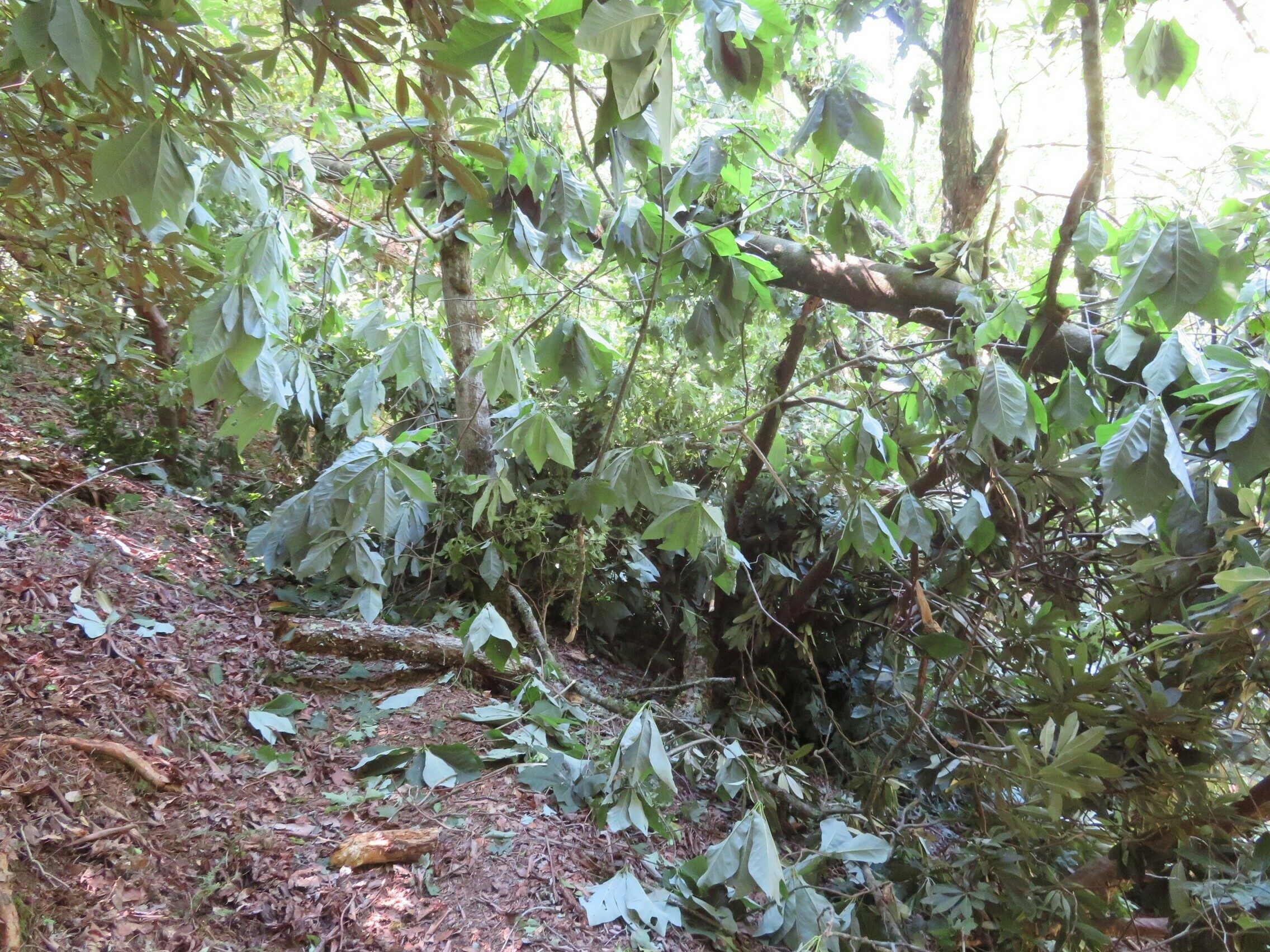 Large tree blocking trail.