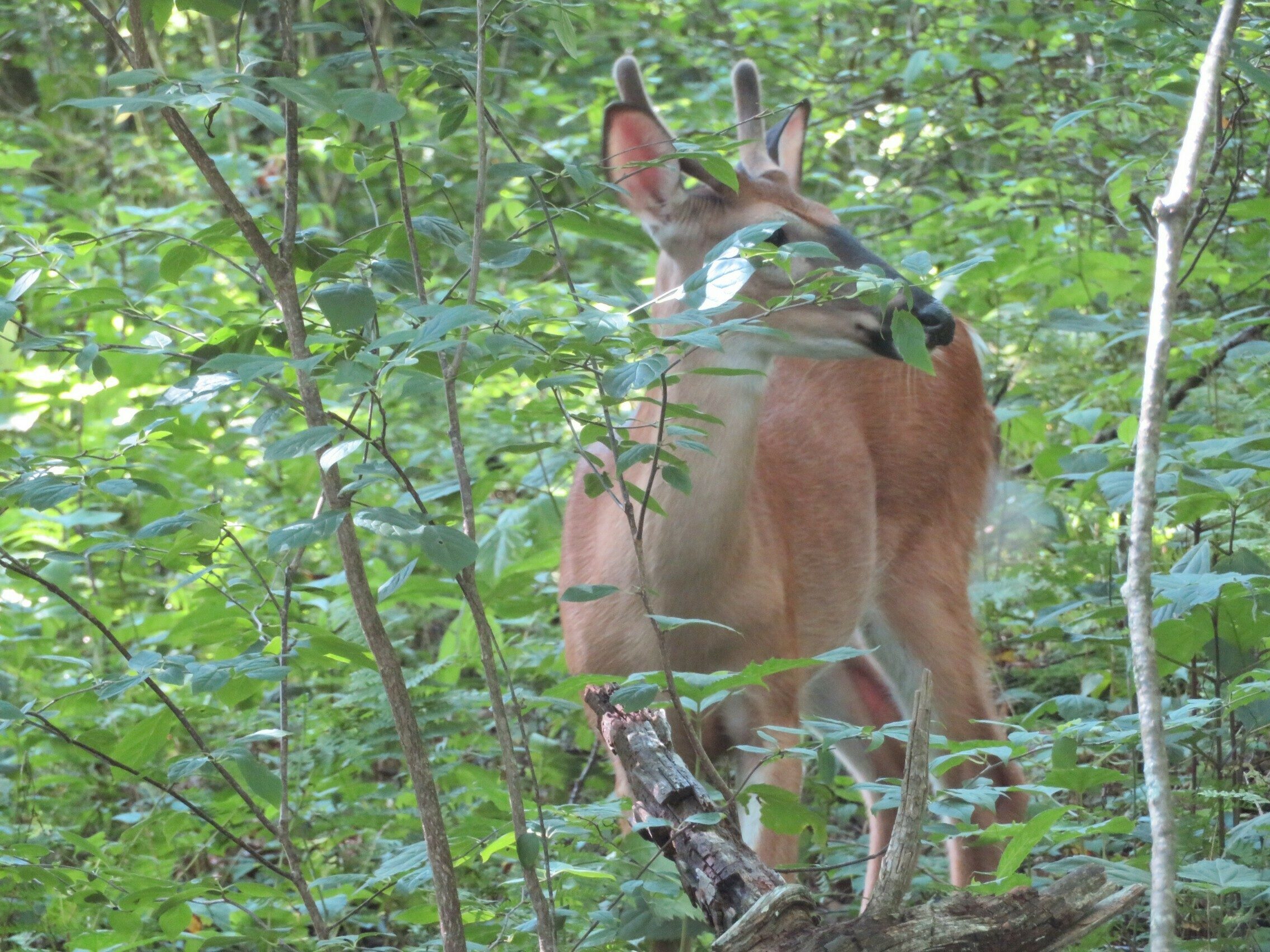 Another picture of the younger buck.