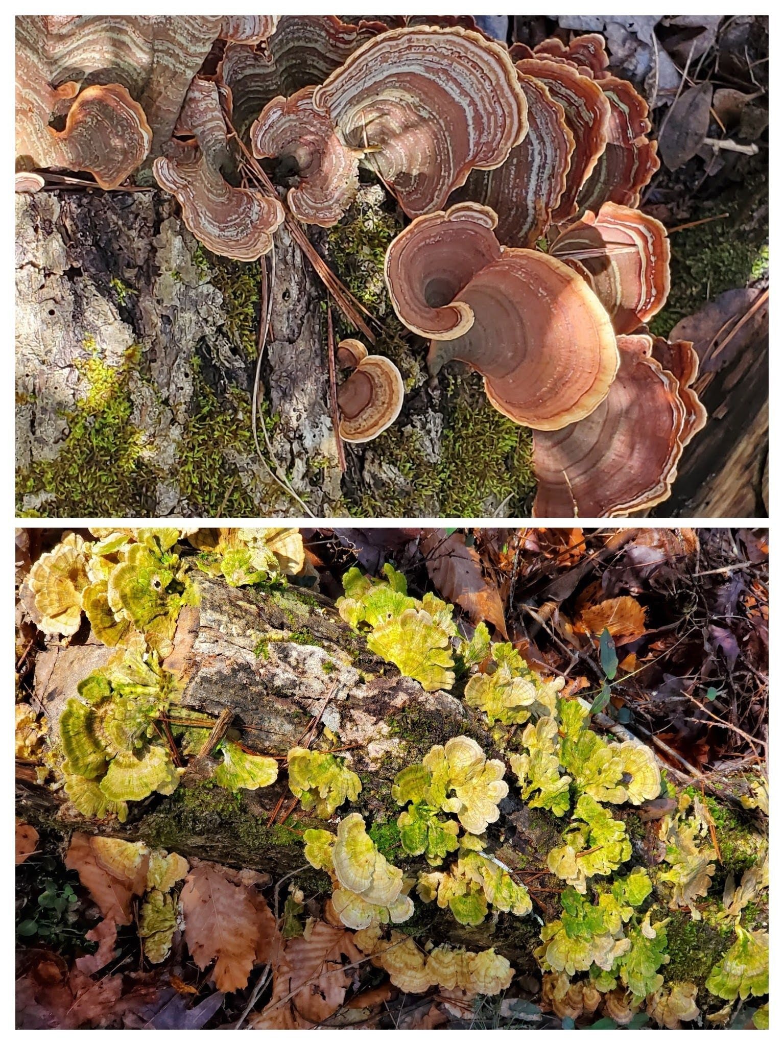 Some, but not a lot of fungus today.