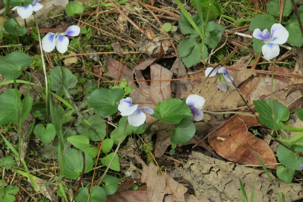 A variant of the Common Blue Violet (Viola sororia)