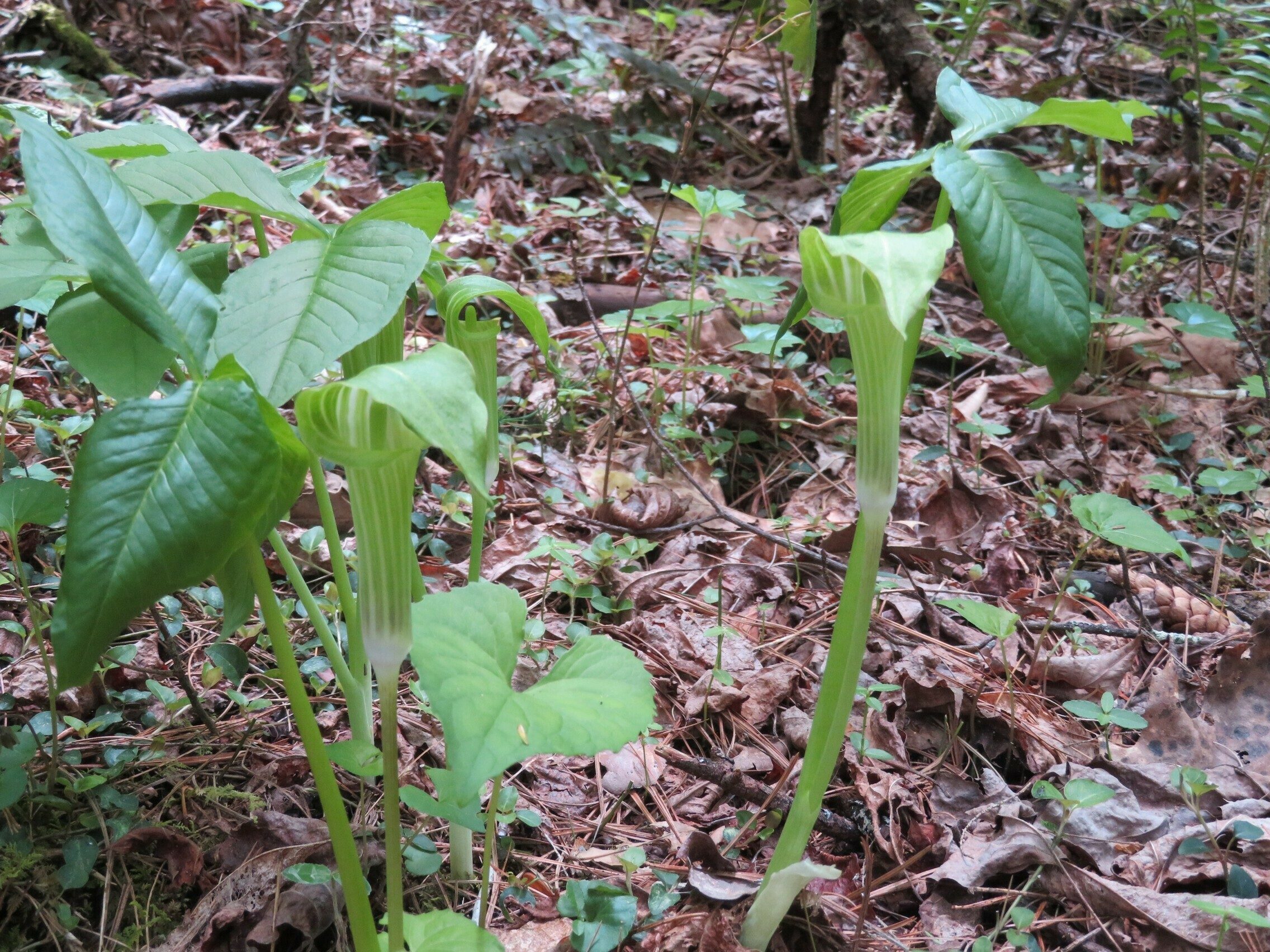 Jack-in-the-pulpit (Arisaema triphyllum)