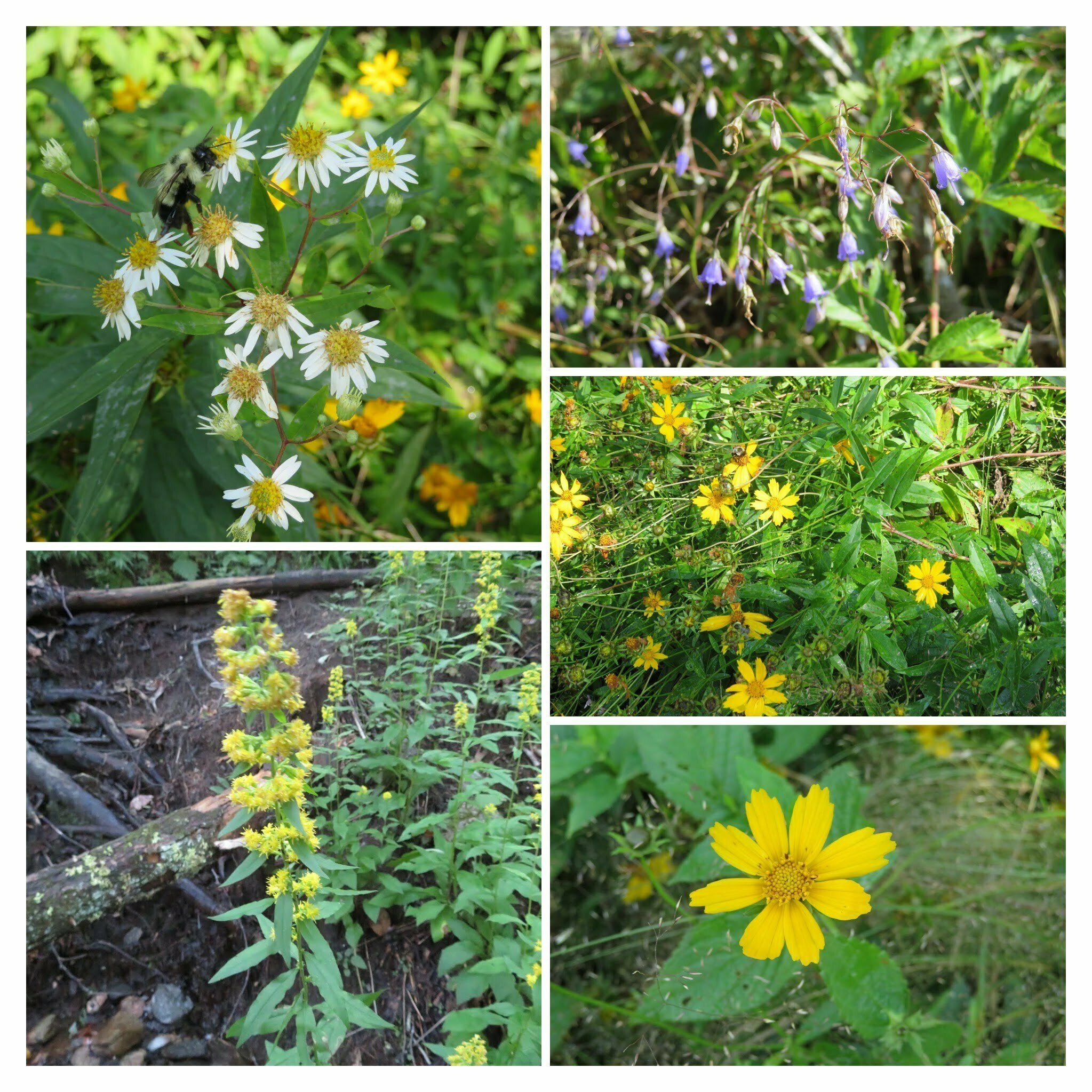 Wildflowers along the trail.  Checkout the bumble bee on the Parasol whitetop  (Doellingeria umbellata) ??