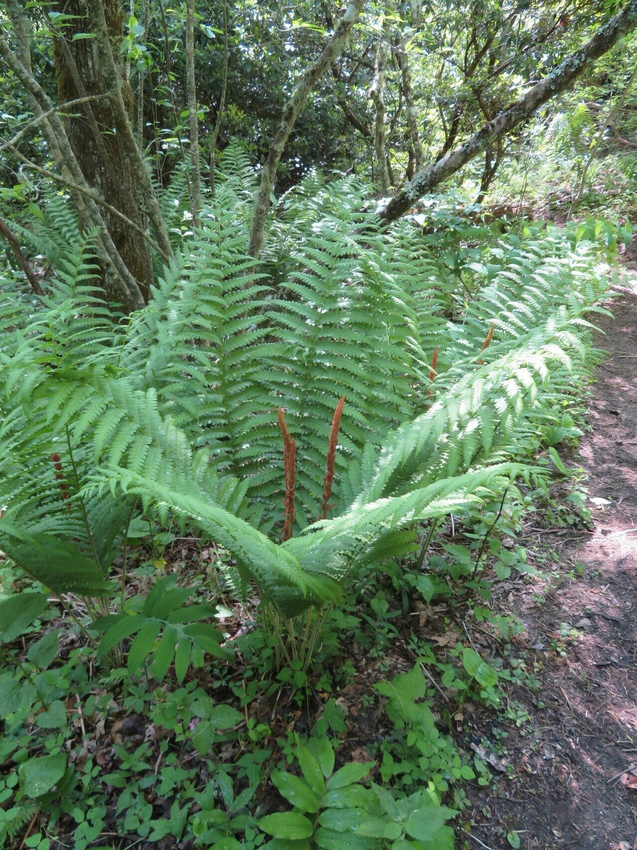 Cinnamon (Osmunda cinnamomea)