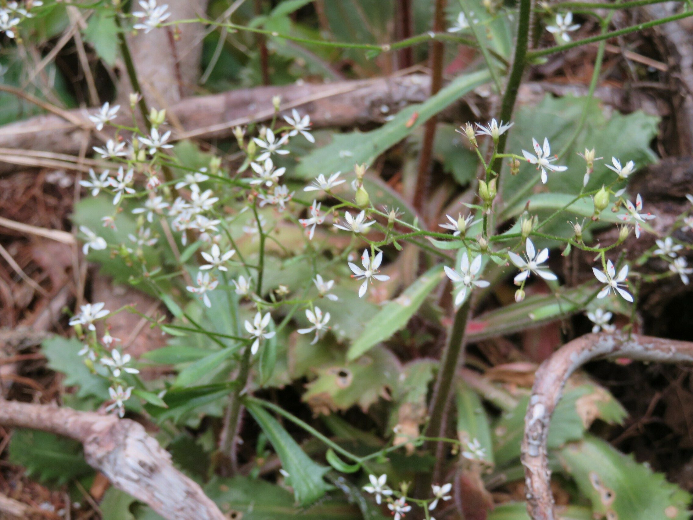 Michaux's Saxifrage (Saxifraga michauxii)