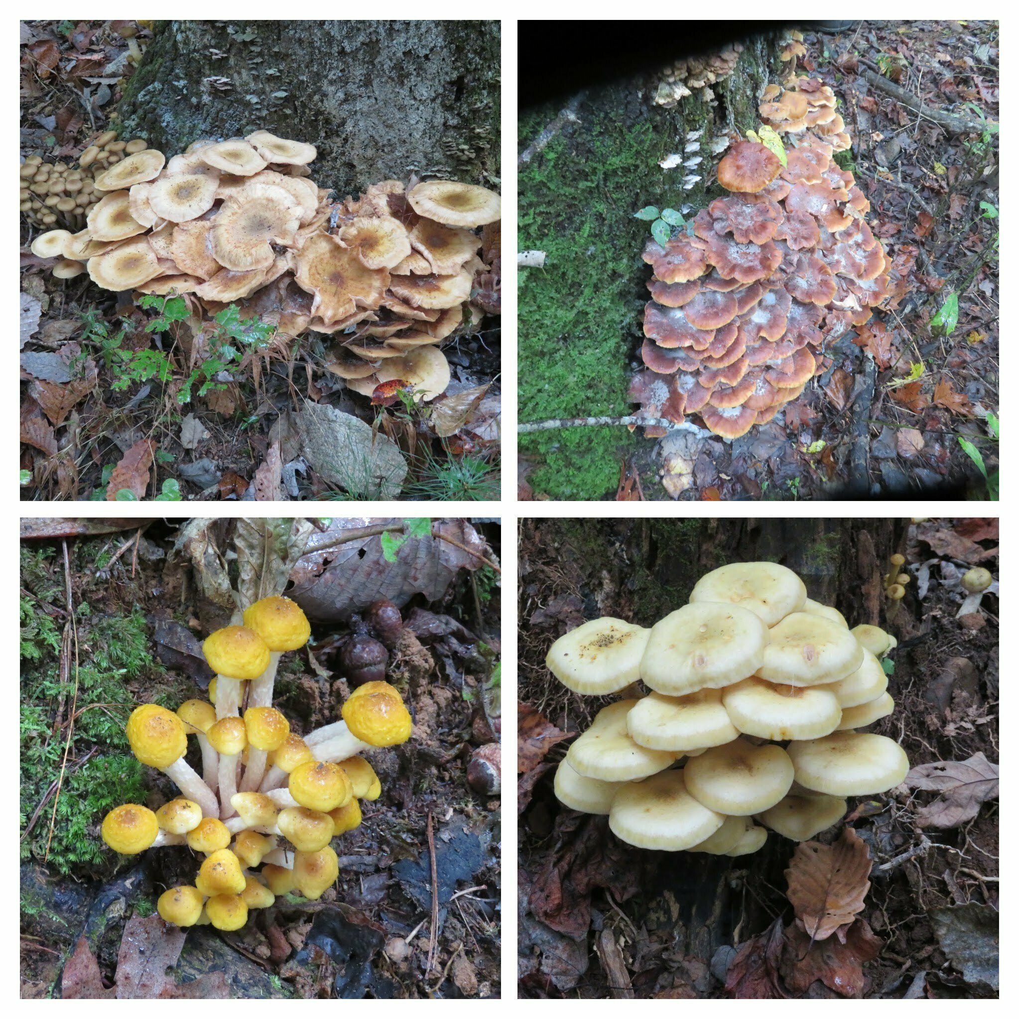 Lots of beautiful fungus.