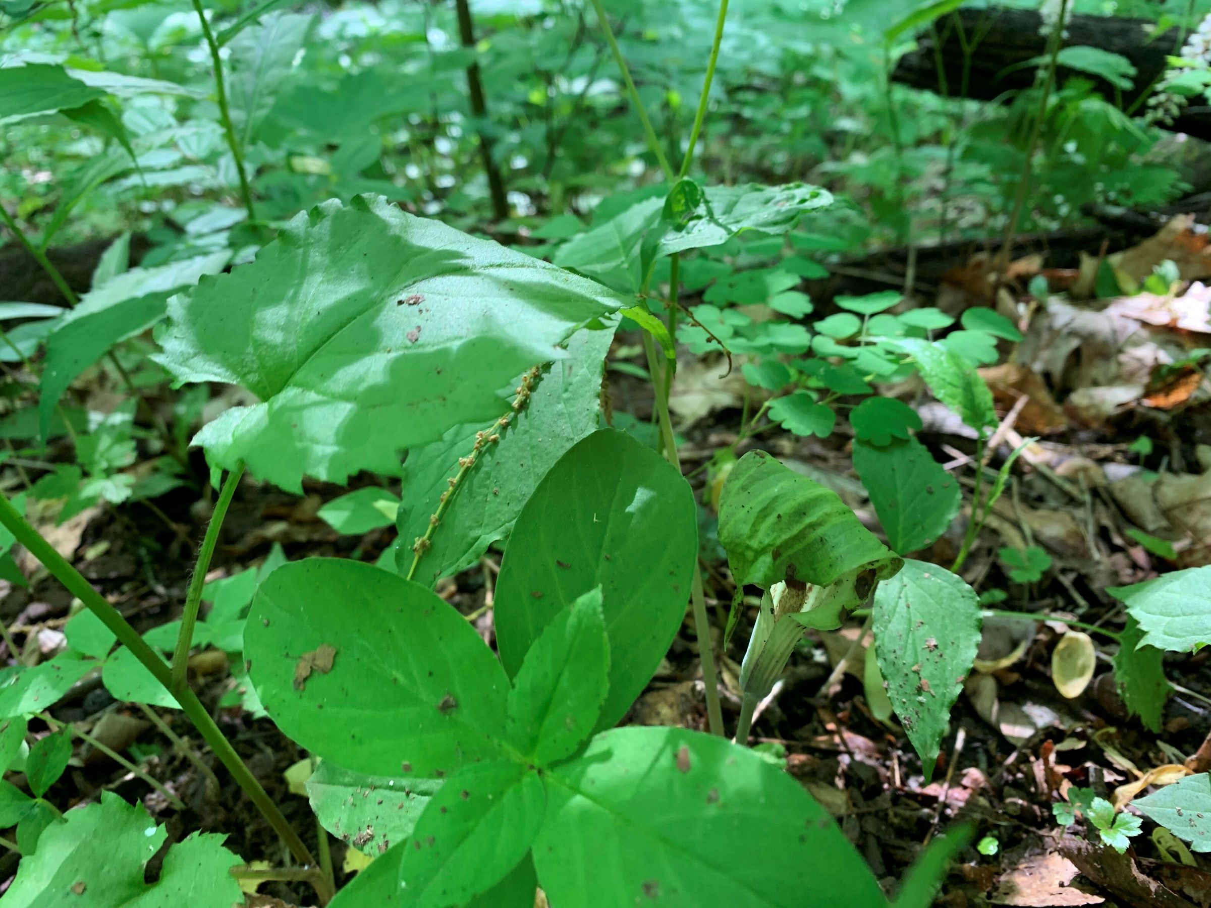 Jack-in-the-pulpit (Arisaema triphyllum)