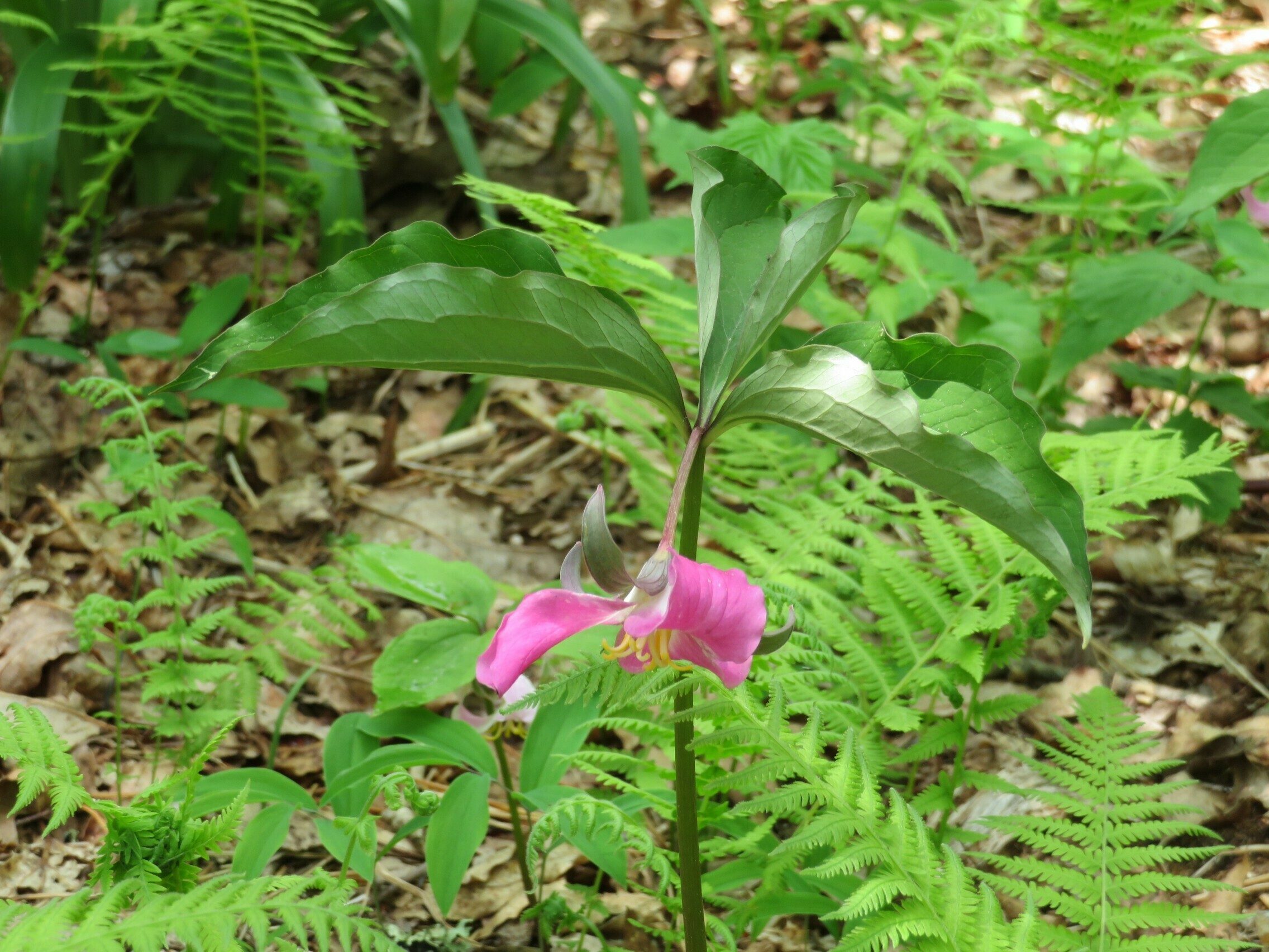 Catesby's Trillium(Trillium catesbaei)