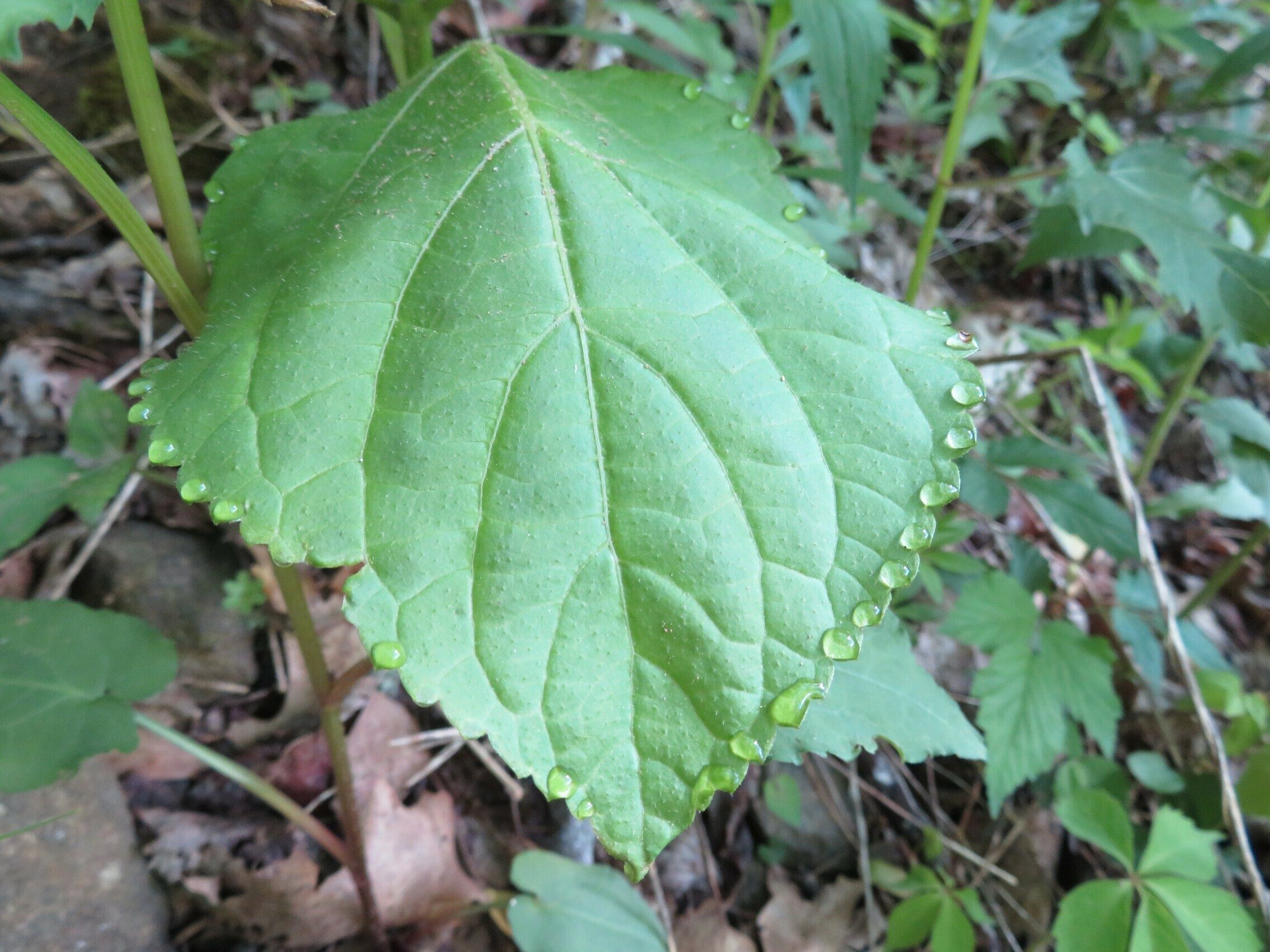 Did you know? Guttation: expelling excess water or nutrients through tiny openings on leaves and stems to balance their levels.