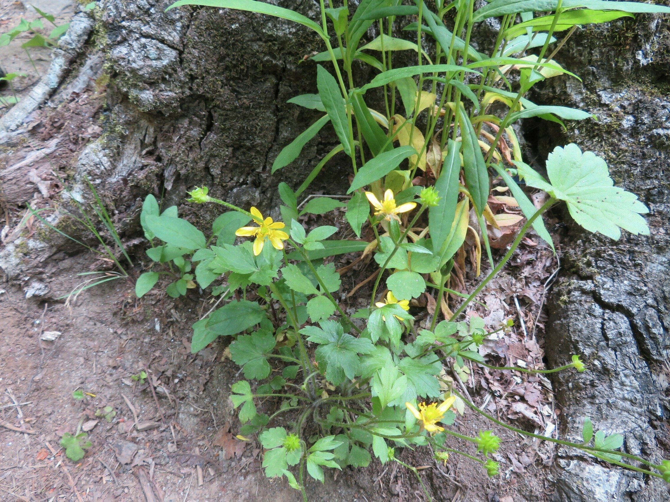 Early Buttercup (Ranunculus fascicularis)