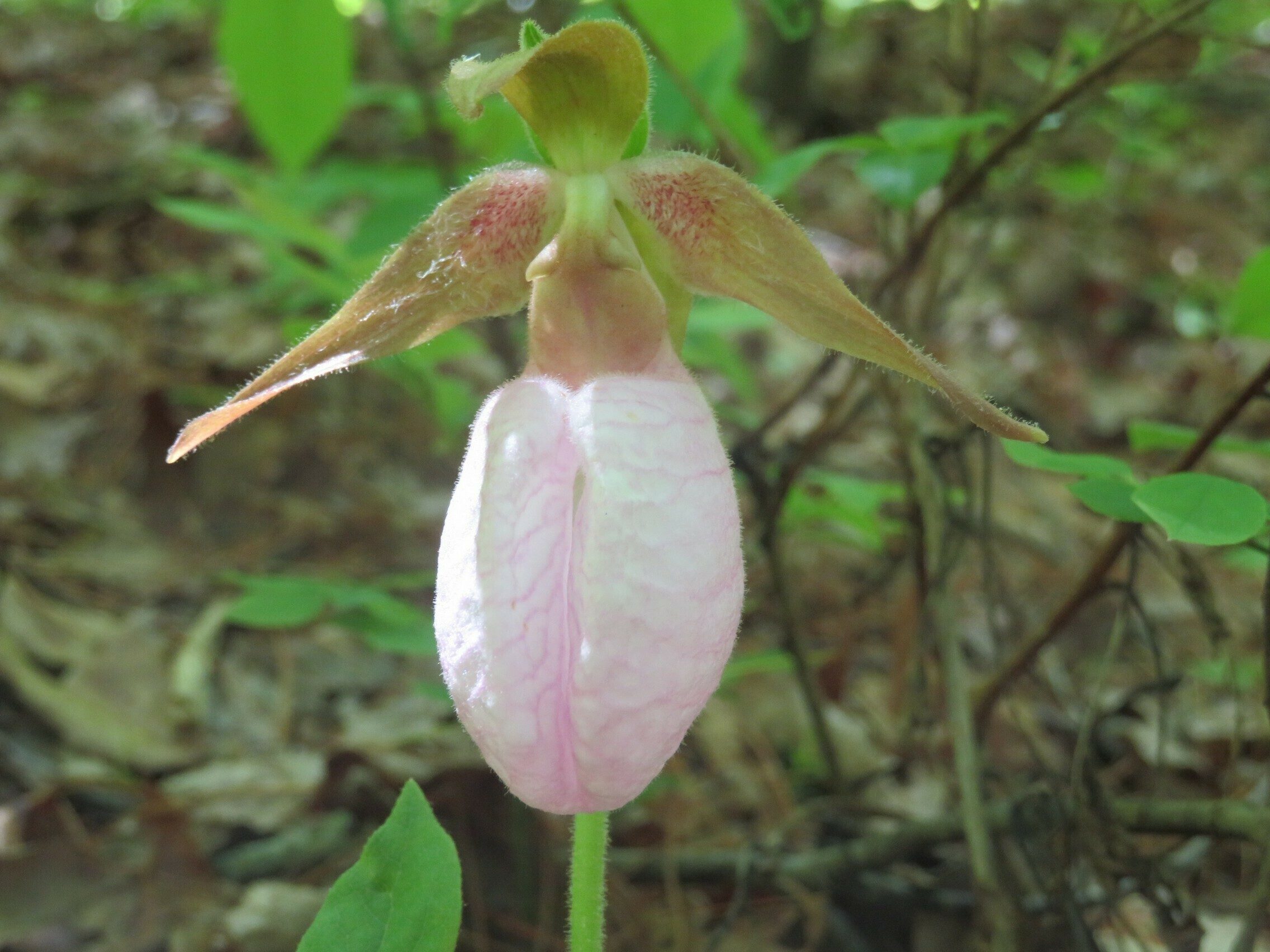 Pink Lady's Slipper (Cypripedium acaule)